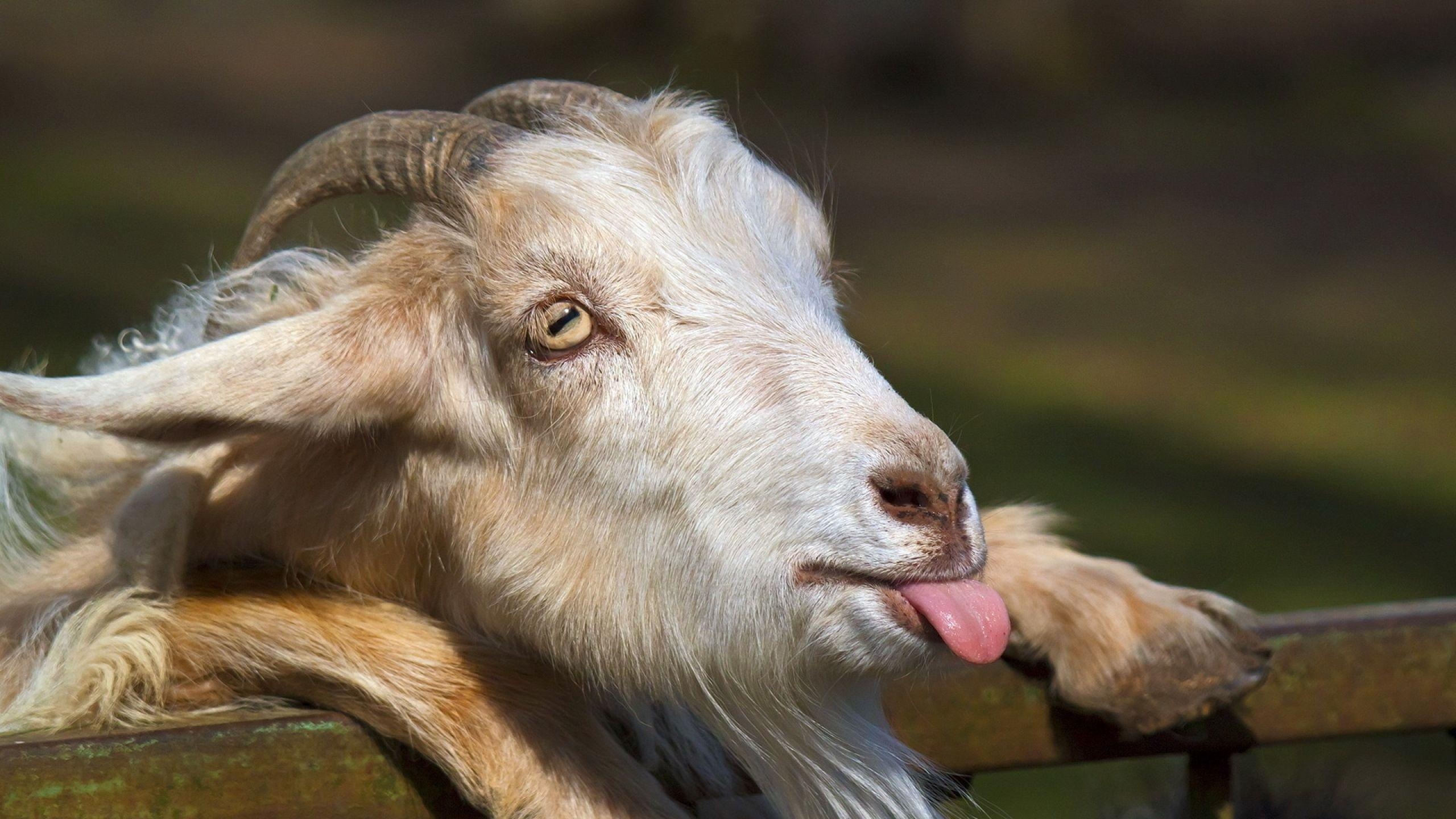 Funny goat, Hilarious antics, Laugh-out-loud moments, Amusing expressions, 2560x1440 HD Desktop