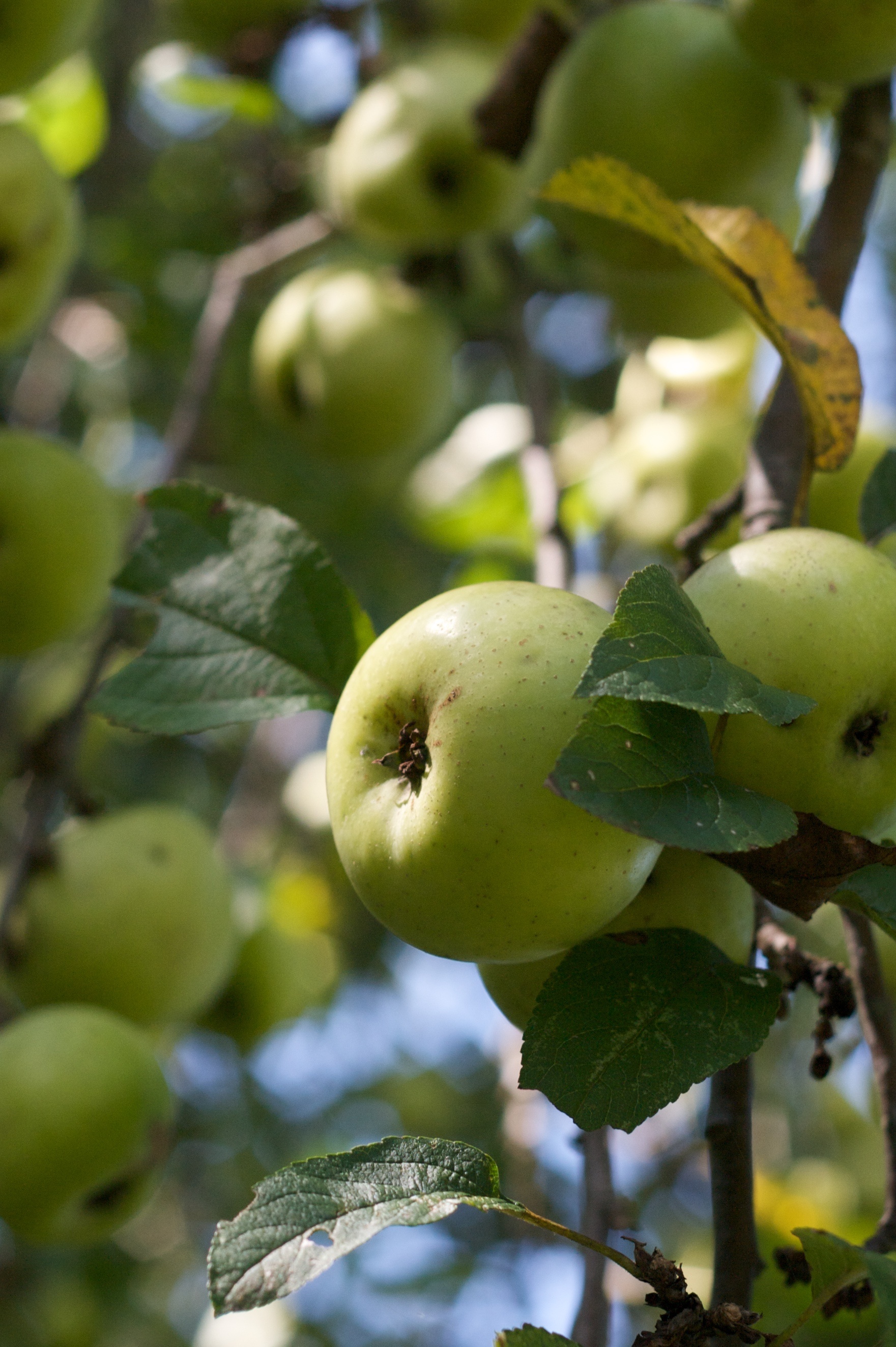 White Transparent, Apple Trees Wallpaper, 1770x2650 HD Phone