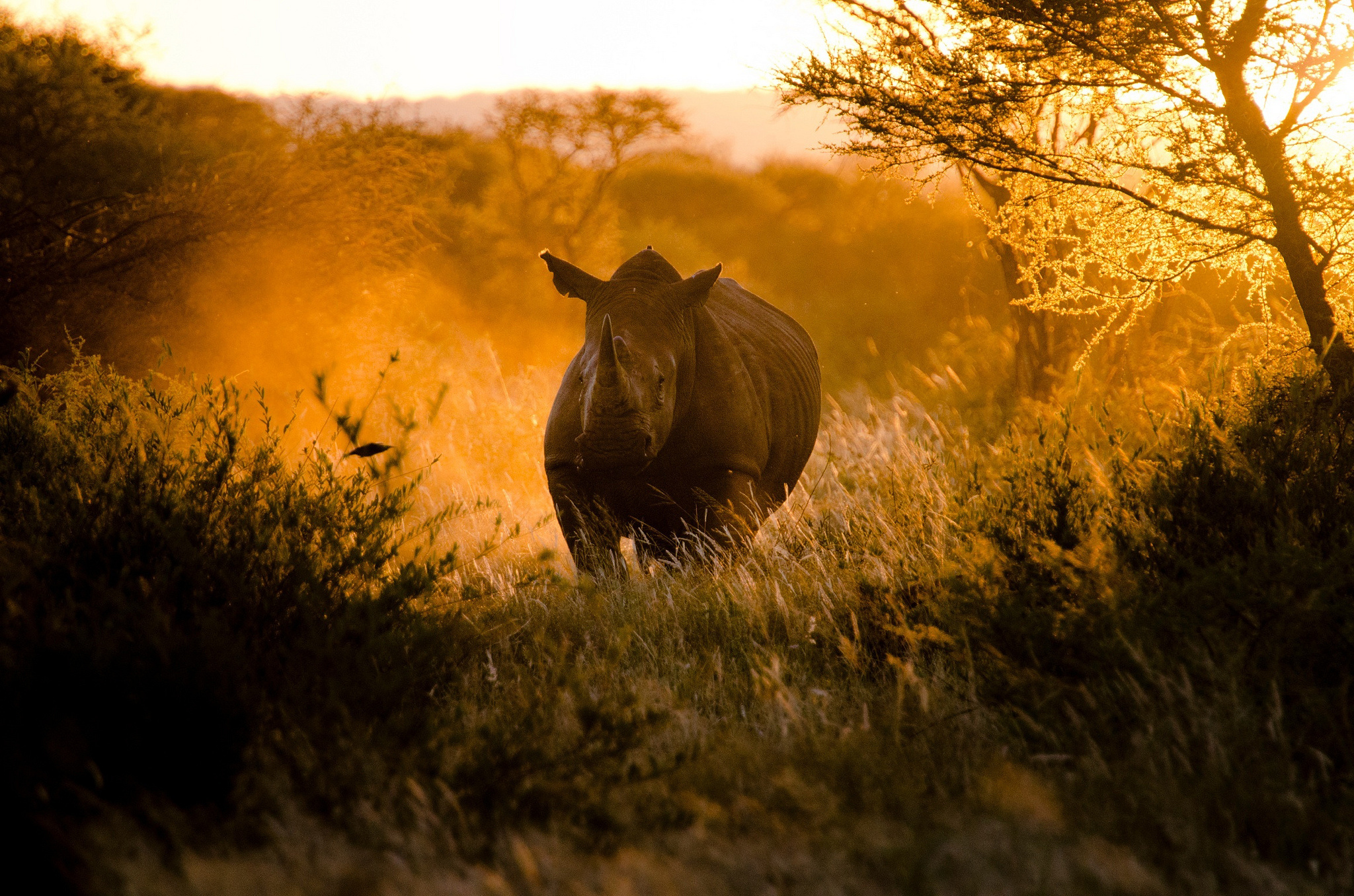 Various rhino wallpapers, Rhino images collection, Rhino-themed wallpapers, Rhino picture assortment, 2050x1360 HD Desktop