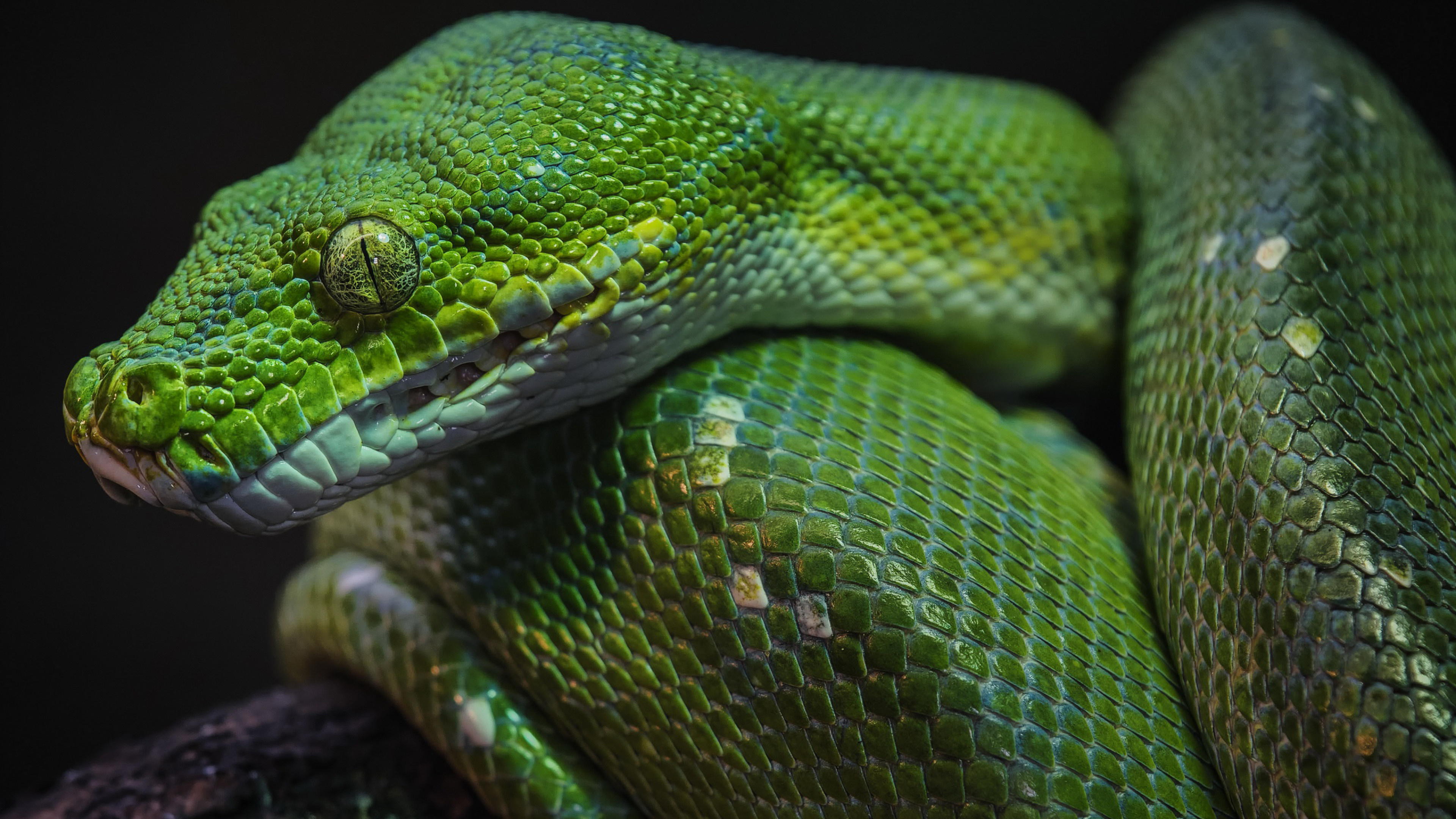 Green python, Macro pattern, Reptile wallpapers, UHD TV, 3840x2160 4K Desktop