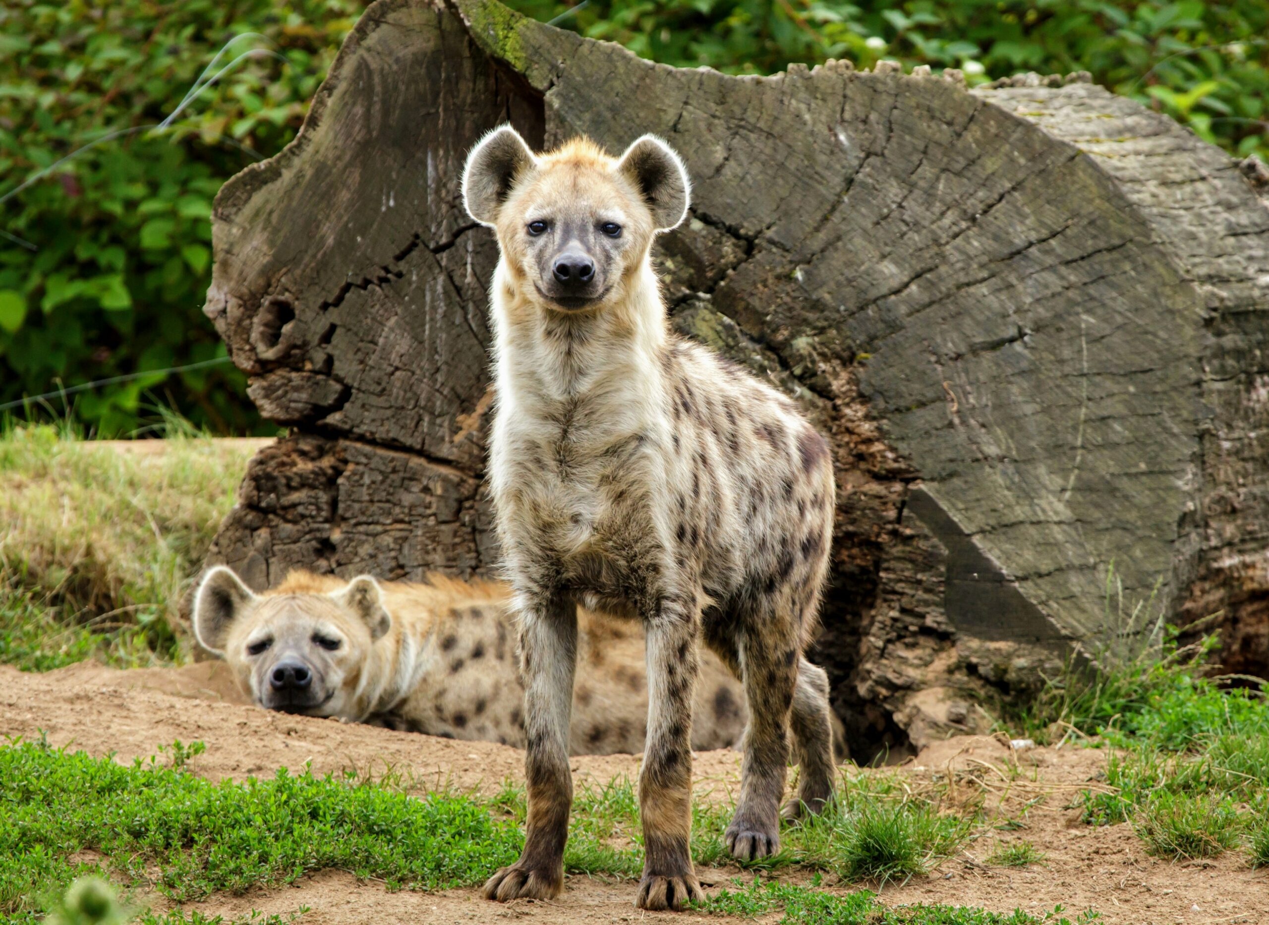 Hyena, Hyena Scavenging, Benefits, 2560x1870 HD Desktop