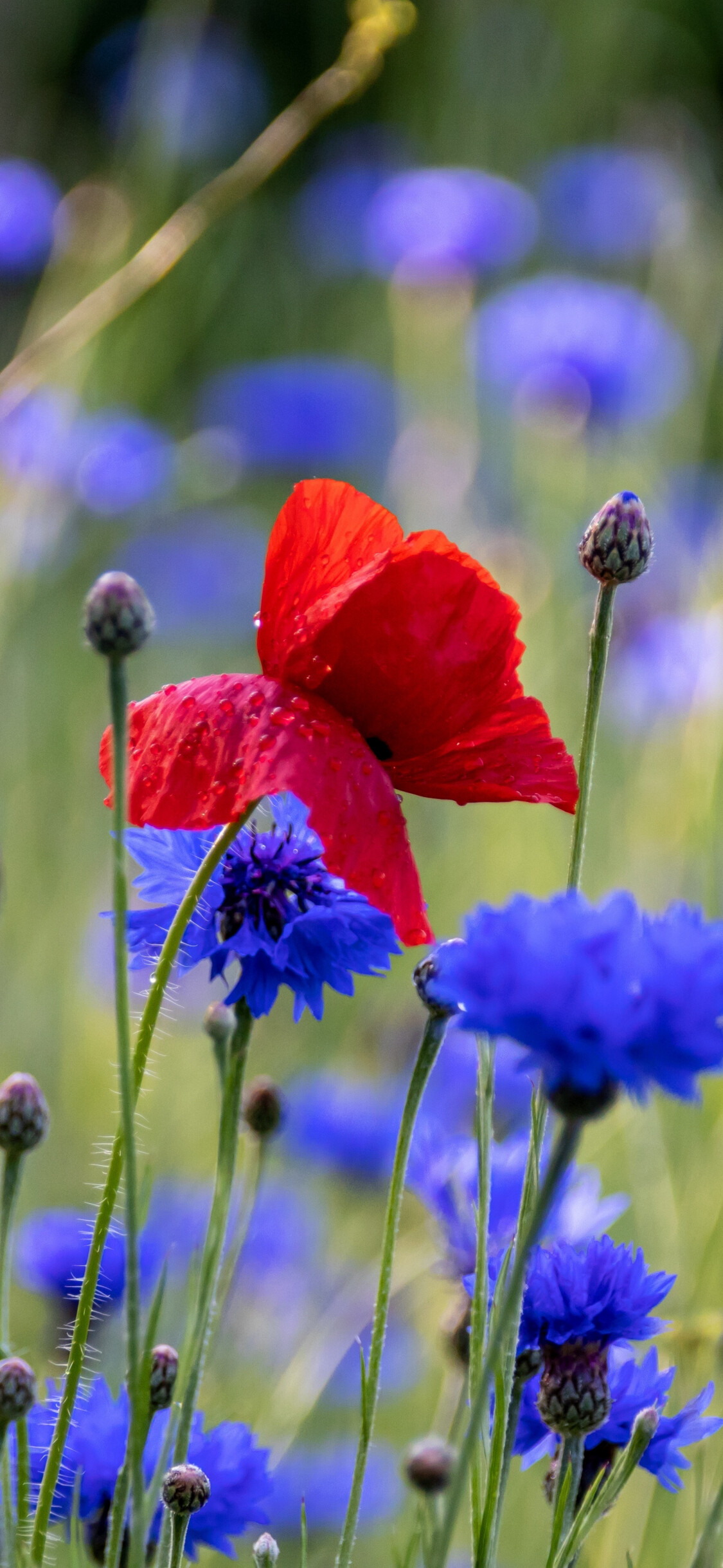 Red poppy blue flowers, Spring meadow wallpaper, Serene background, Nature's beauty, 1130x2440 HD Phone