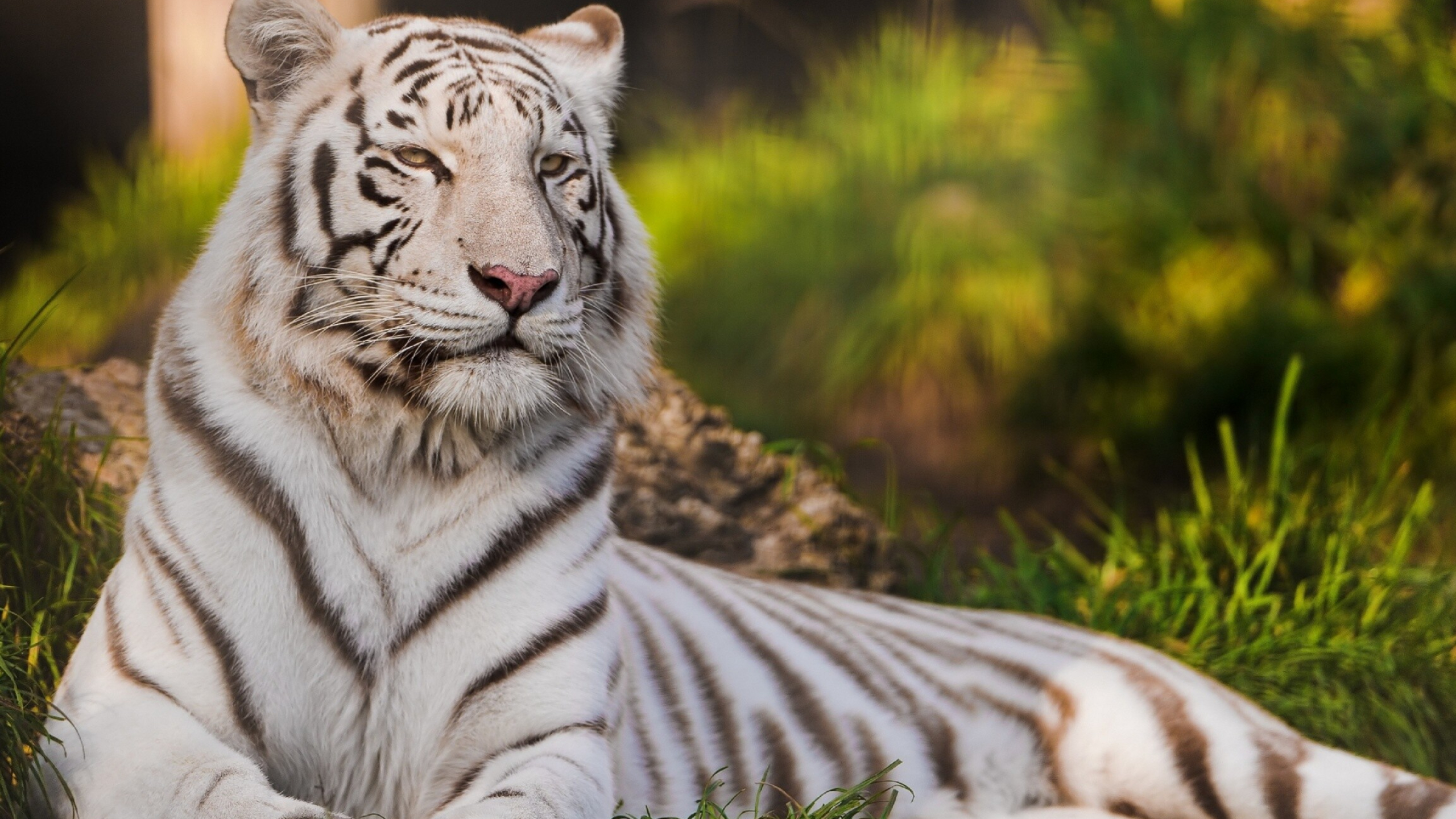 White tiger, 4K beauty, Mystical aura, Snowy landscapes, 2560x1440 HD Desktop