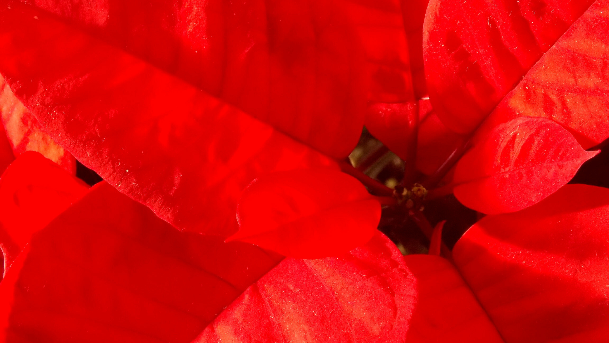 Poinsettia, Festive blooms, Christmas flowers, Holiday joy, 2560x1440 HD Desktop