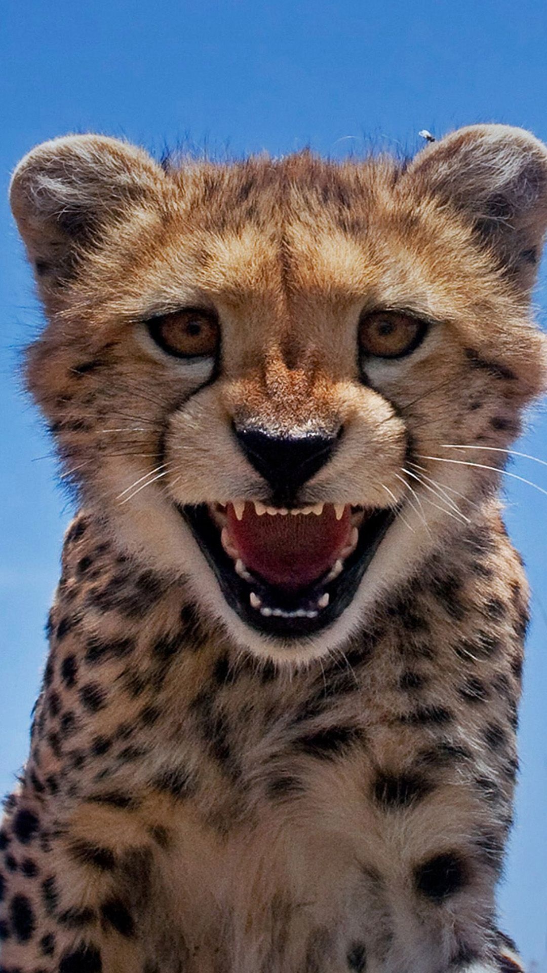 Roar, Cheetah Wallpaper, 1080x1920 Full HD Phone