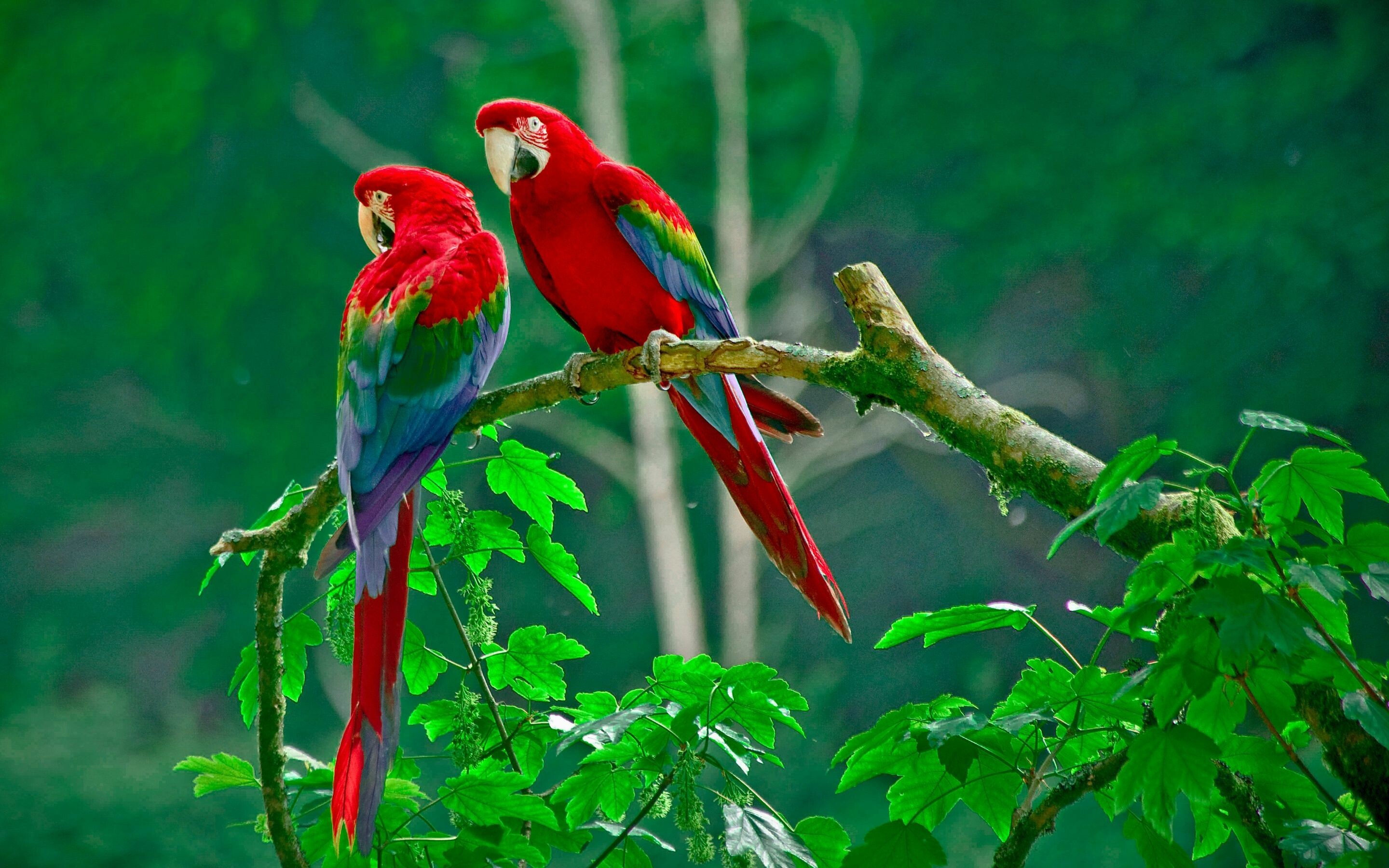 Birds in HD, Winged wonders, Nature's symphony, Feathered friends, 2880x1800 HD Desktop