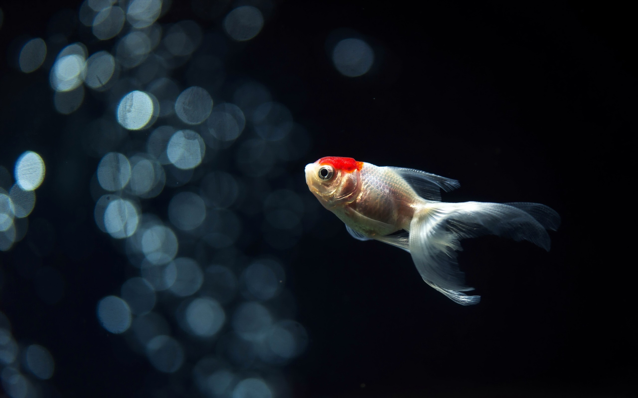 Gold Fish, Goldfish HD wallpaper, Background image, no keywords available, 2560x1600 HD Desktop