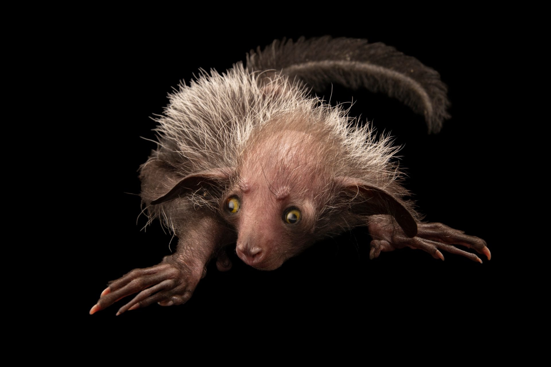 Joel Sartore, Wildlife photography, Aye Aye, 1920x1280 HD Desktop