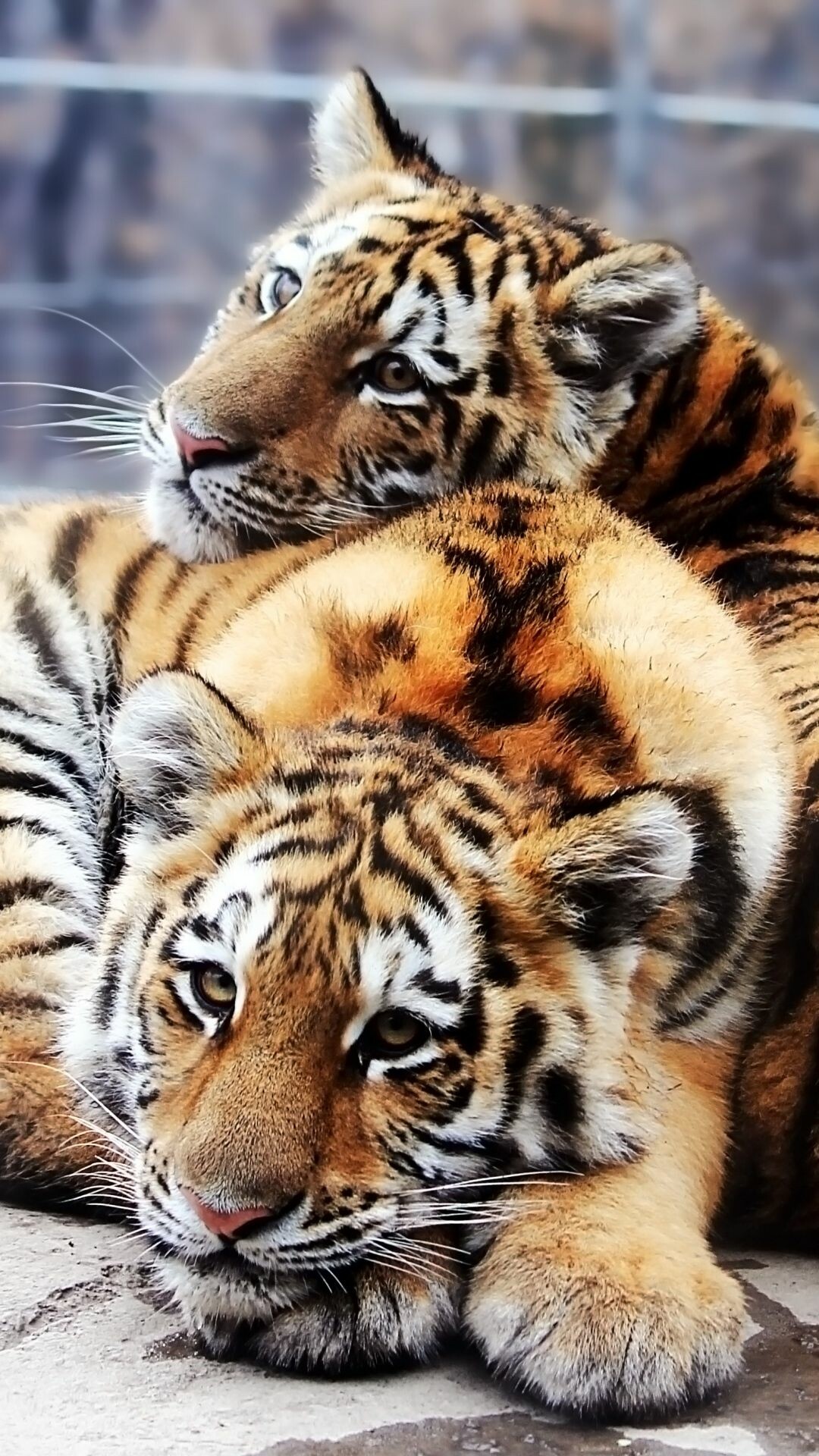 Tiger Cub, Animals, Couple, Rocks, 1080x1920 Full HD Phone