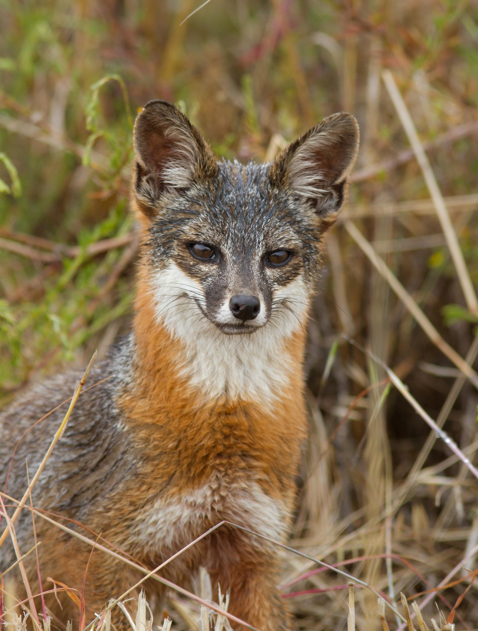 Gray Fox, Genus Urocyon species, Observing gray foxes, Biodiversity research, 1560x2050 HD Phone