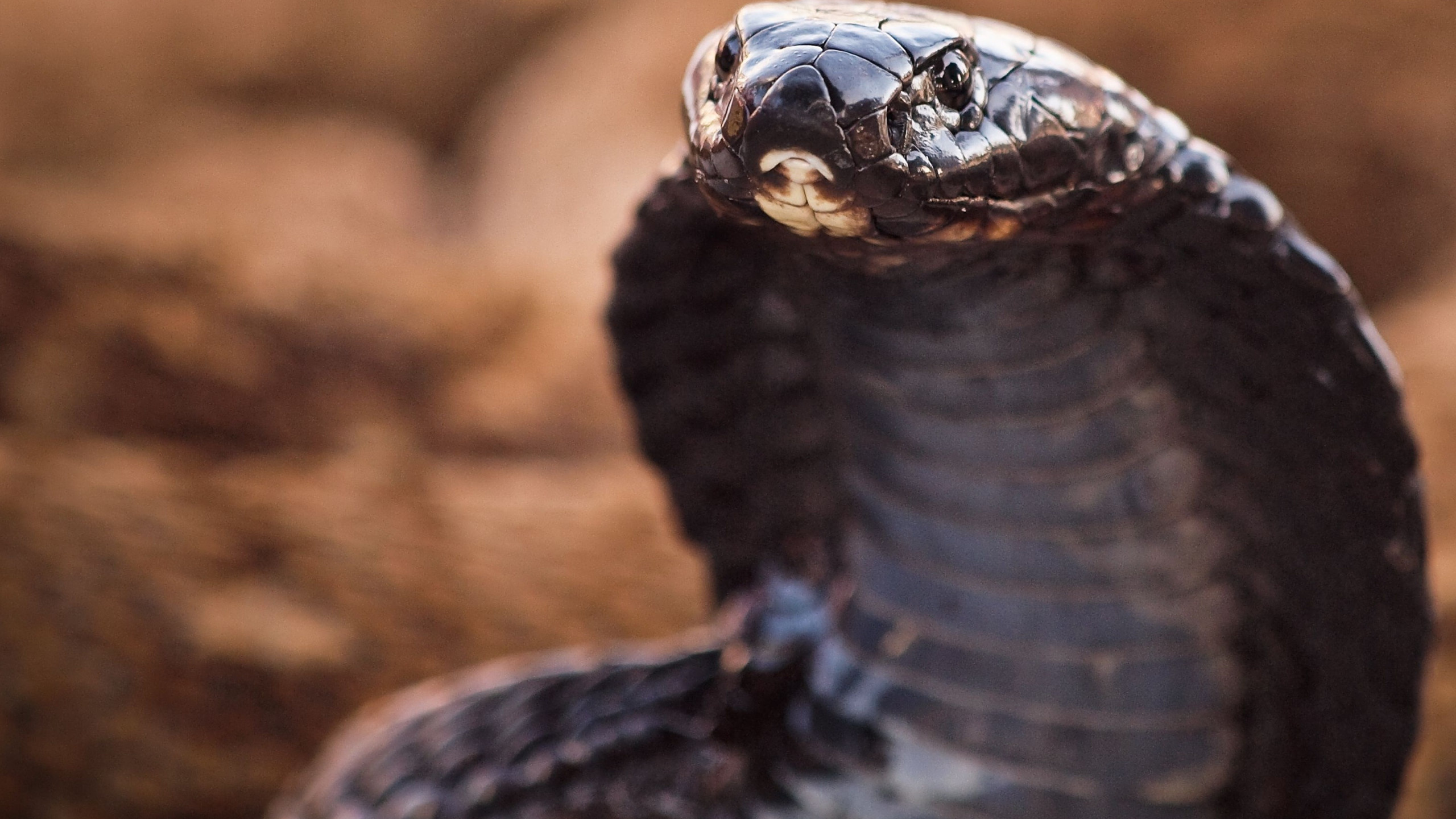 King Cobra, Best wallpaper, Serpent close-up, Breathtaking image, 2560x1440 HD Desktop