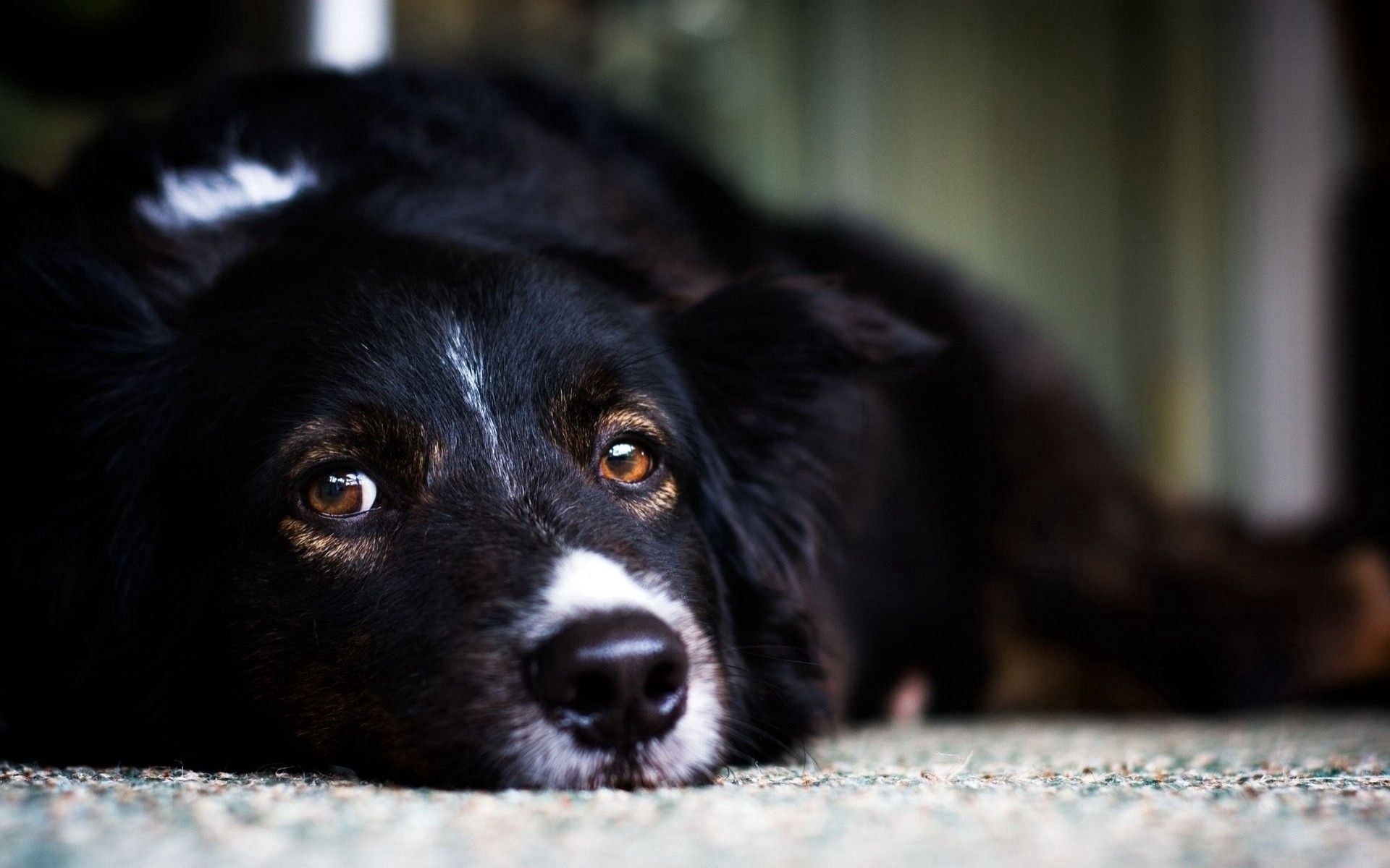 Border Collie, Animals, Download, Pictures, 1920x1200 HD Desktop