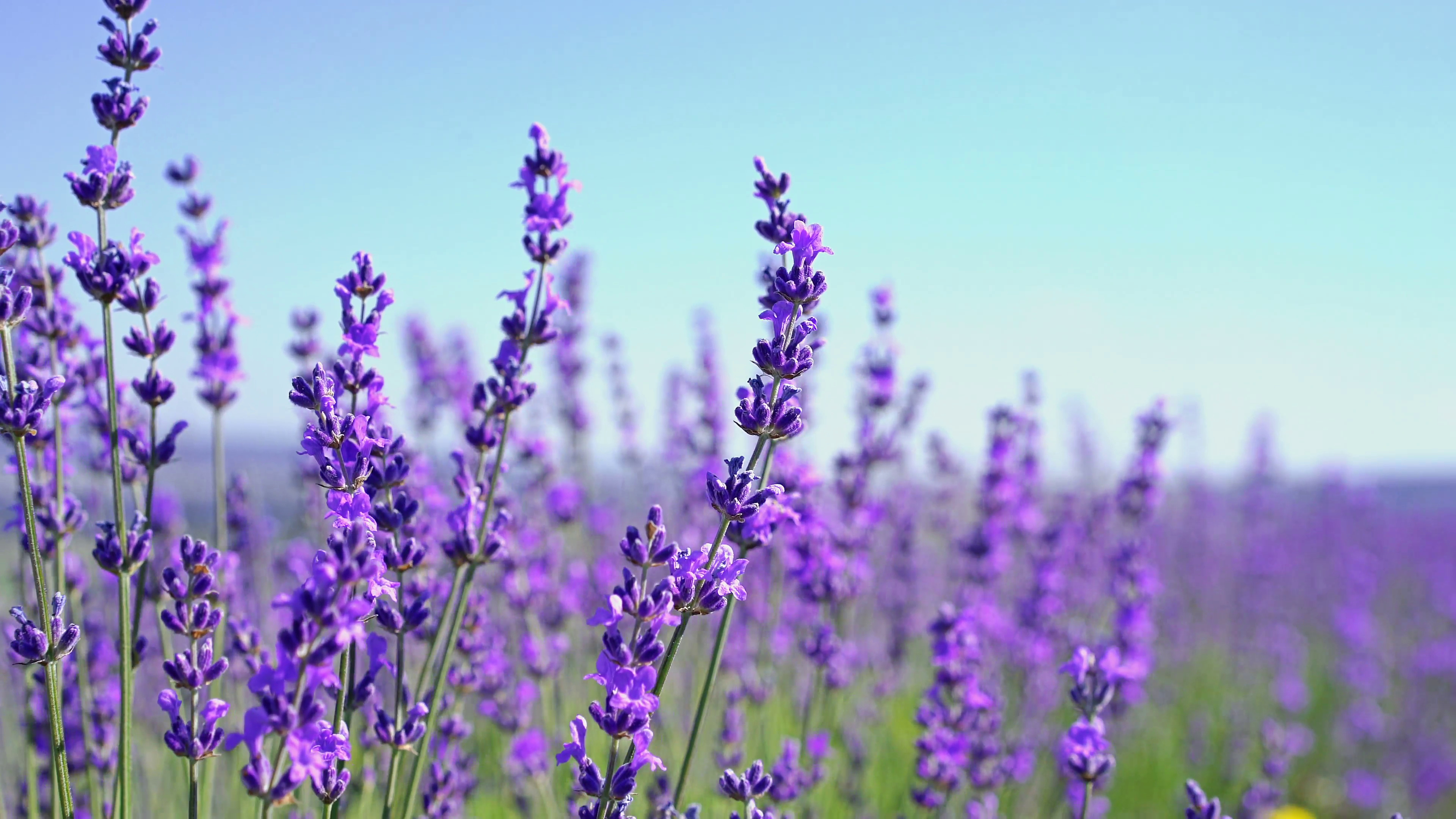 Lavender blooming, Fragrant flower, Nature's gift, Free download, 3840x2160 4K Desktop