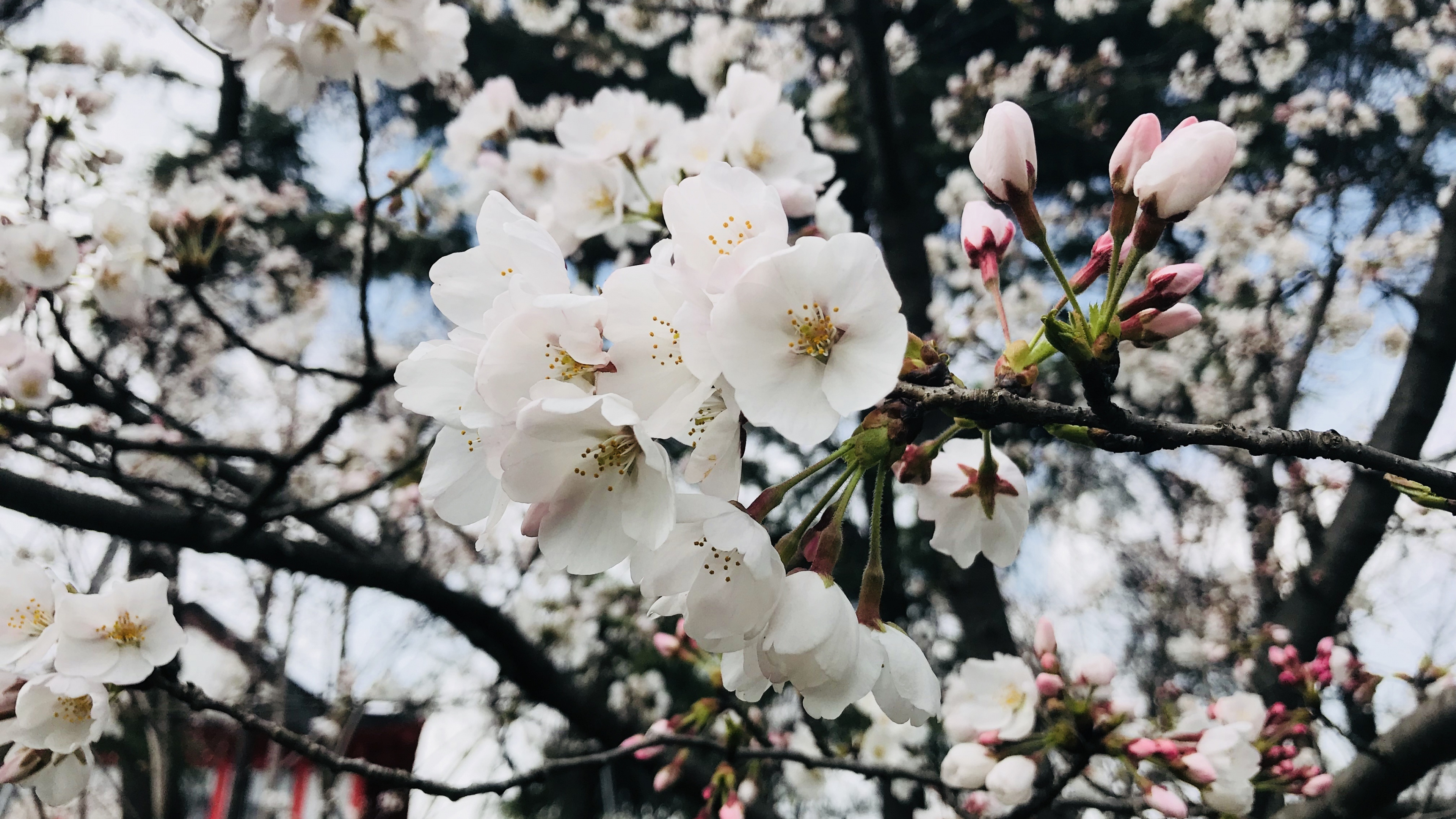 Cherry Tree, Flower blossom 4k wallpaper, Widescreen wallpaper, Hd image background, 3840x2160 4K Desktop