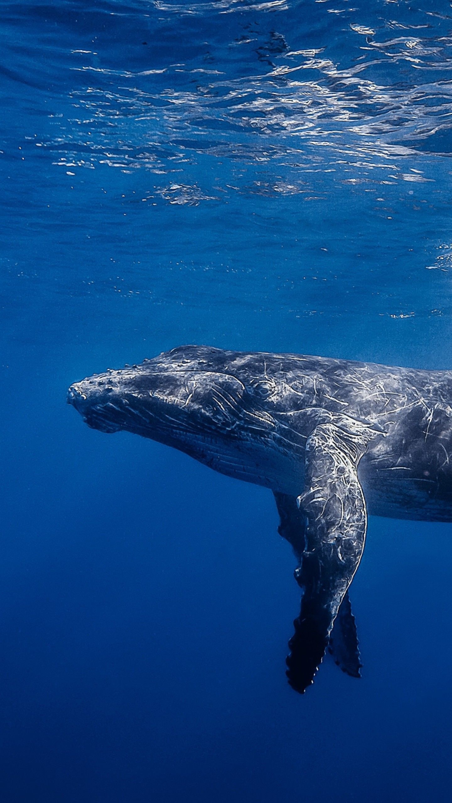 Blue Whale, Whale wallpapers, 4k HD backgrounds, 1440x2560 HD Phone