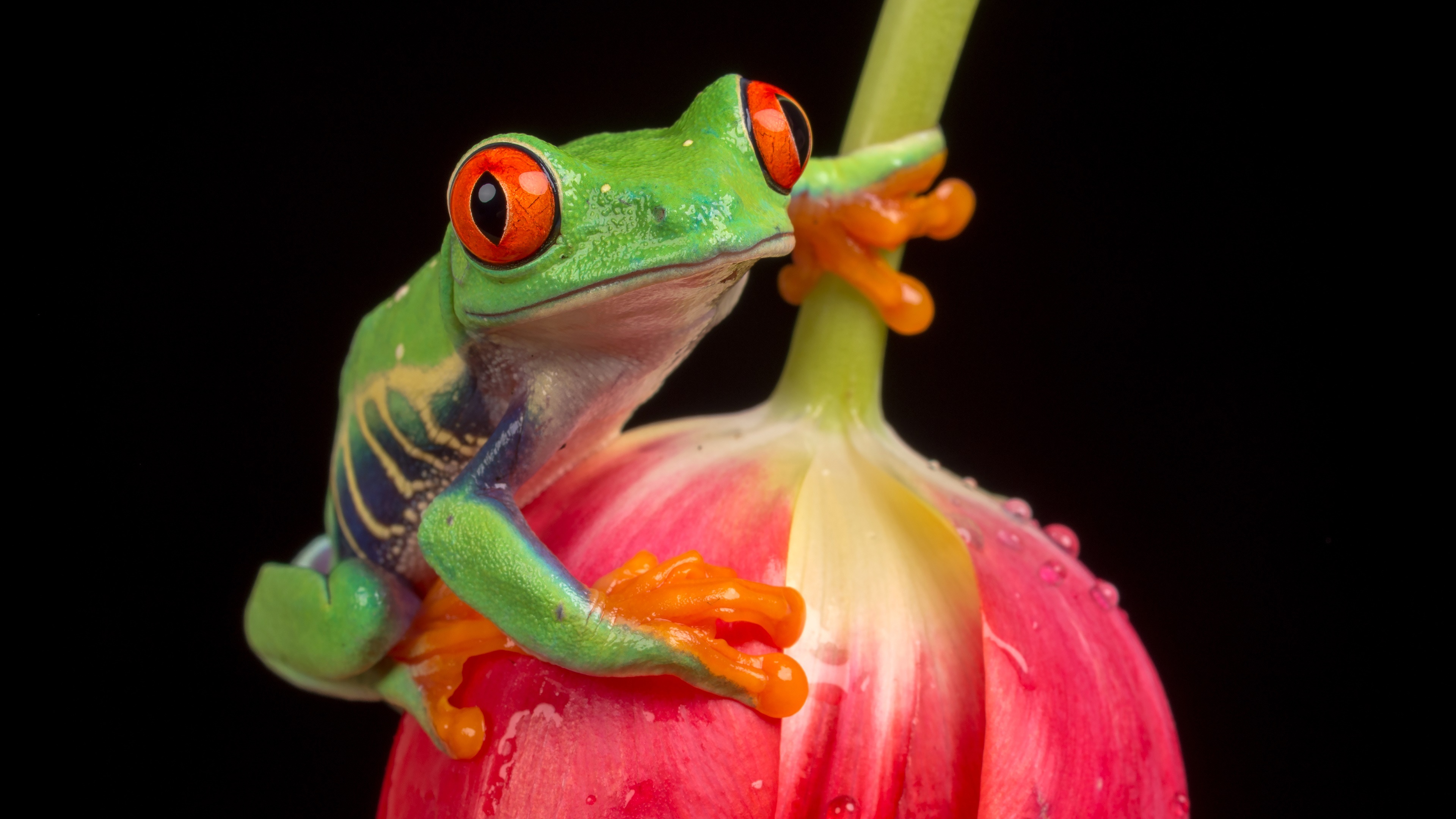 Tulip, Red Eyed Tree Frog Wallpaper, 3840x2160 4K Desktop