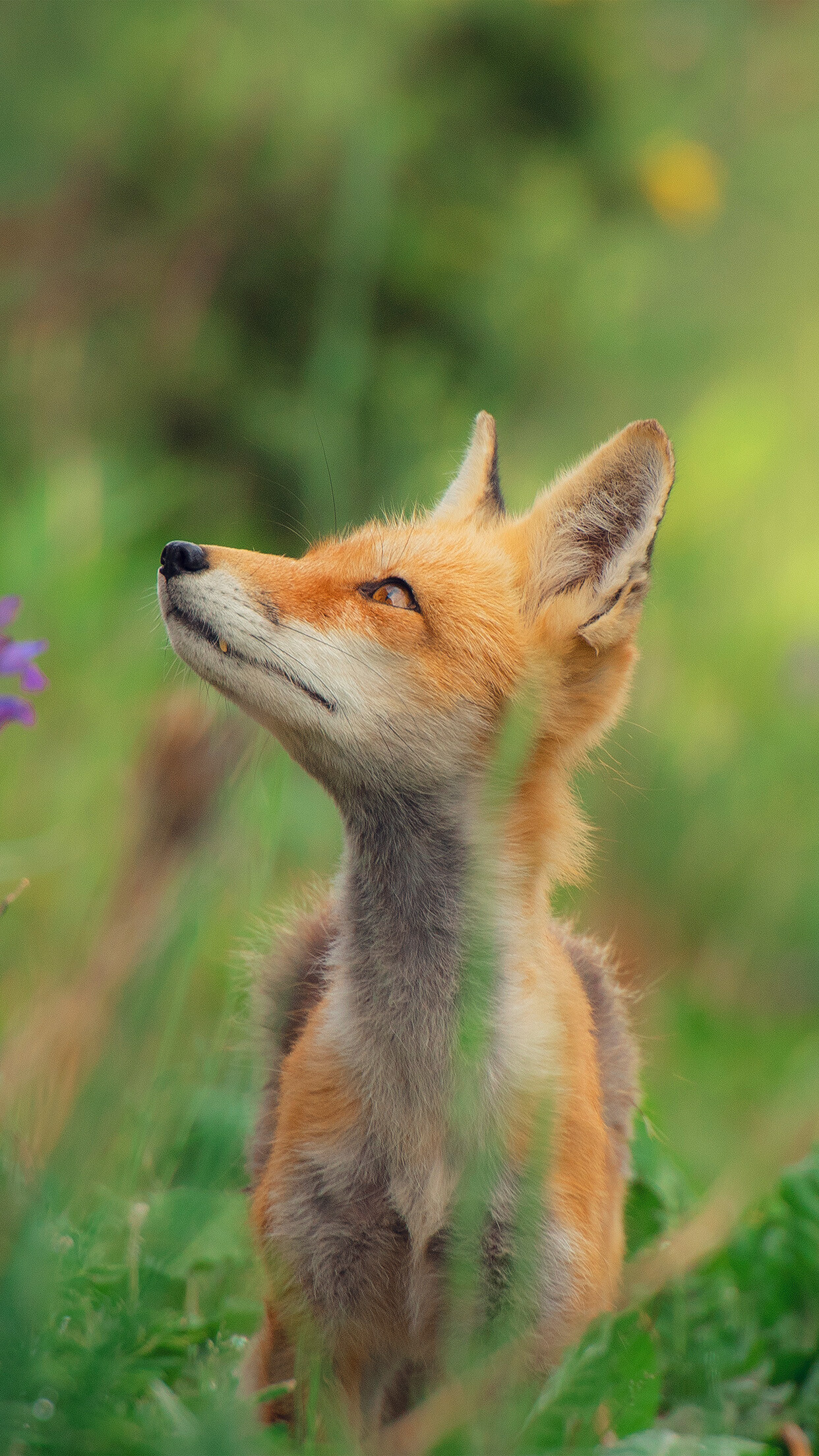 Little fox, Cute nature, iPhone X wallpaper, Lovely, 1250x2210 HD Phone