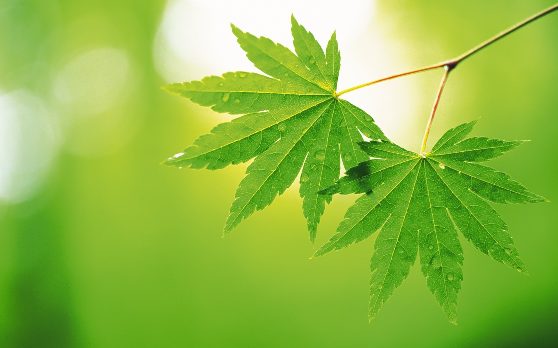 Green maple leaf, Nature's beauty, Landscape wallpaper, Leaf wallpaper, 1920x1200 HD Desktop