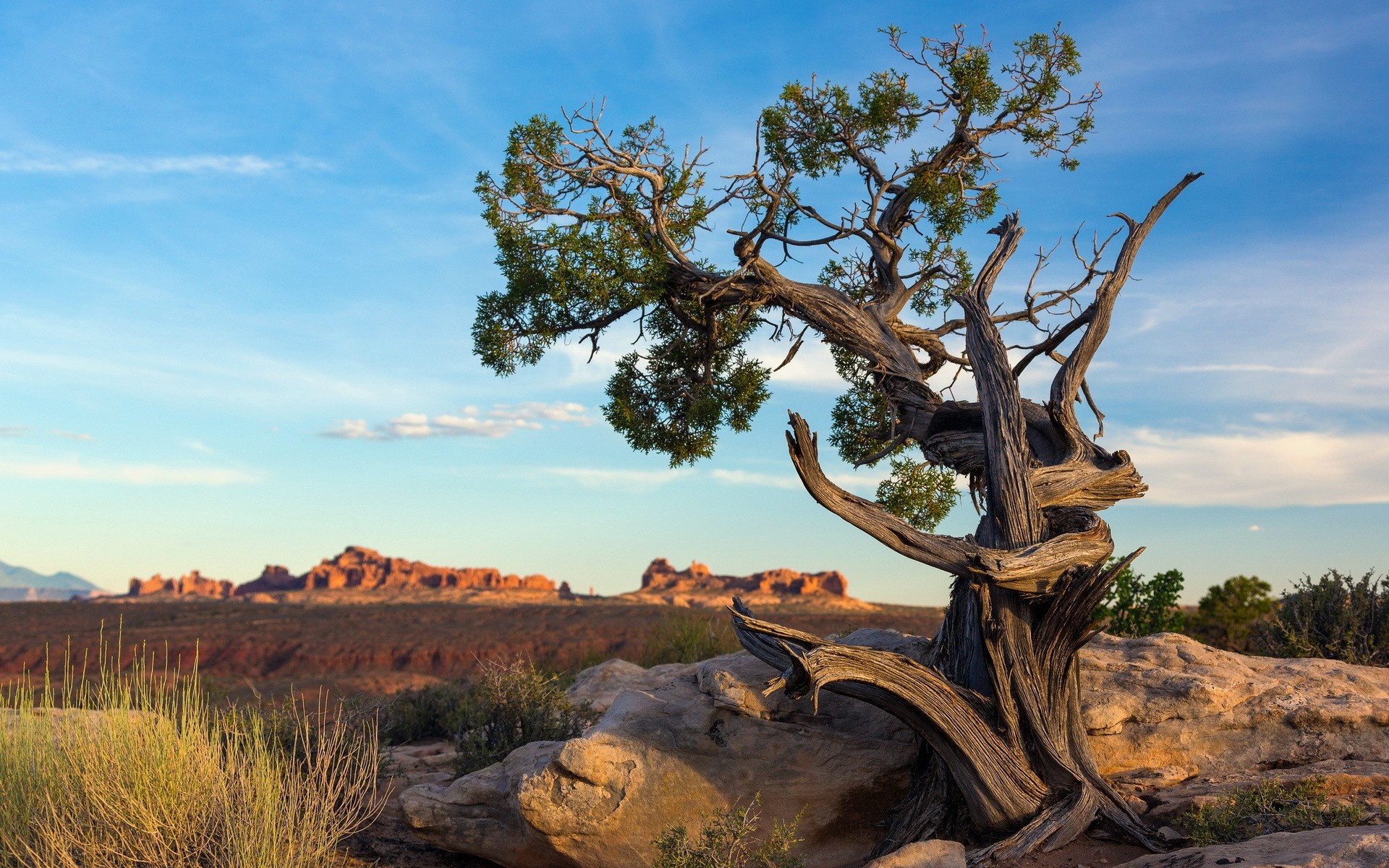 Arches National Park, Pine Trees Wallpaper, 1920x1200 HD Desktop