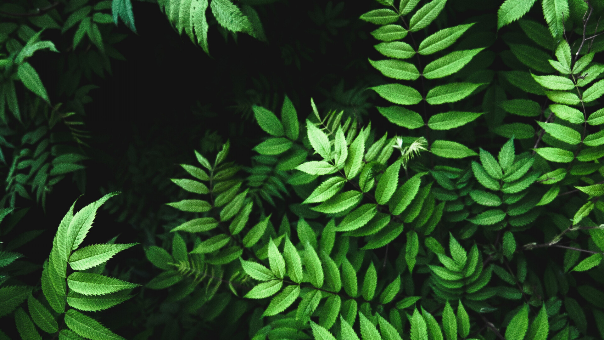 Beautiful green leaves and light, Refreshing vibes, Tranquil ambiance, Nature's harmony, 1920x1080 Full HD Desktop