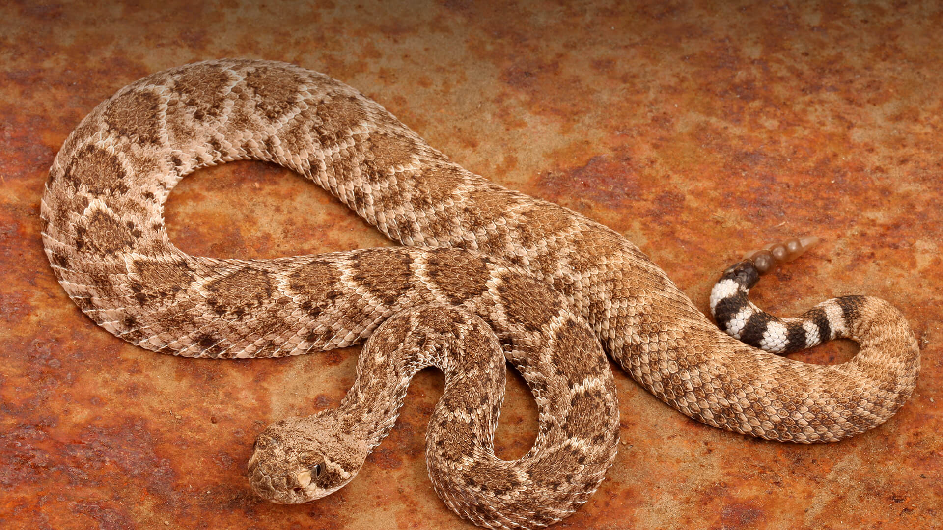 Rattlesnake, Striking wallpapers, Animal kingdom, Visual delight, 1920x1080 Full HD Desktop