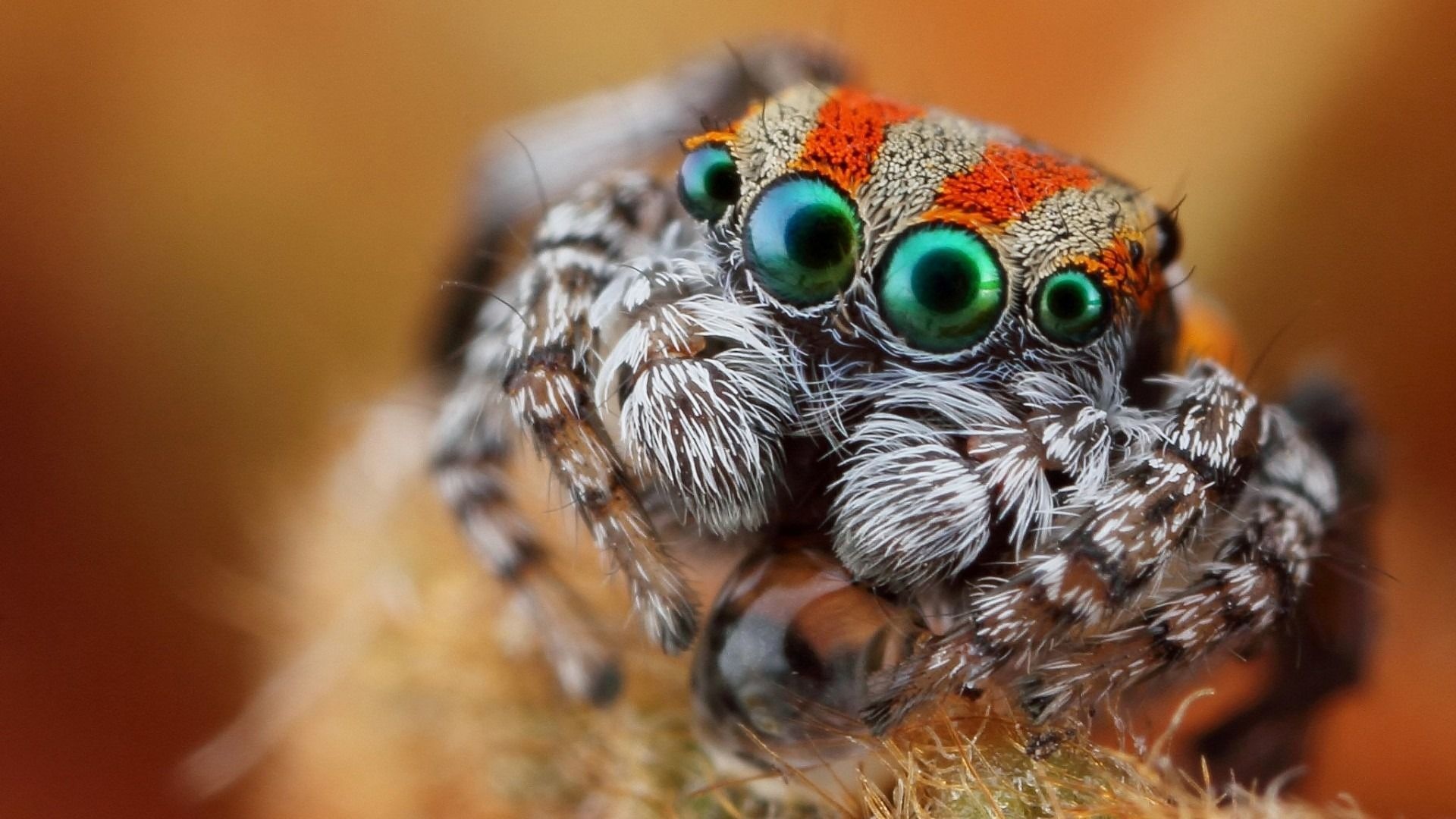 Spider eyes, Macro photography, Wallpapers with eyes, Close-up shots, 1920x1080 Full HD Desktop