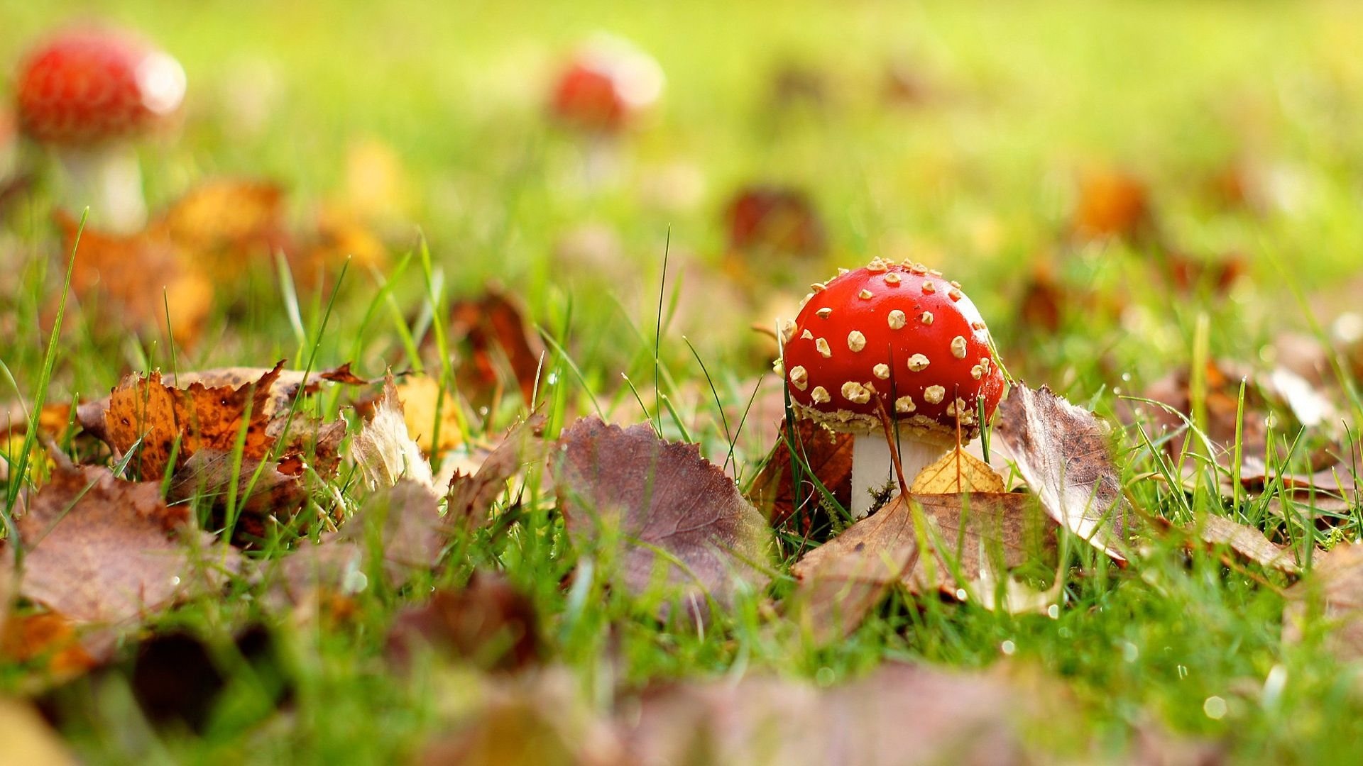 Red mushroom, Amanita mucaria, Desktop mobile tablet, Free morel mushroom, 1920x1080 Full HD Desktop