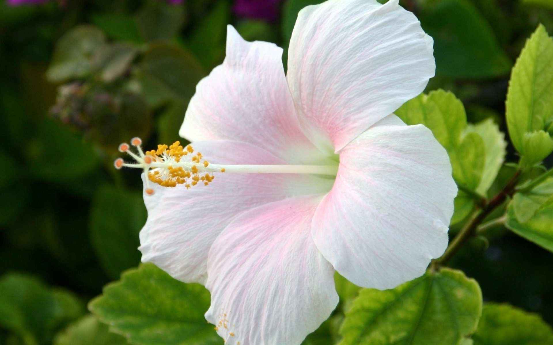 White hibiscus wallpaper, Floral beauty, Nature's charm, Elegant flowers, 1920x1200 HD Desktop