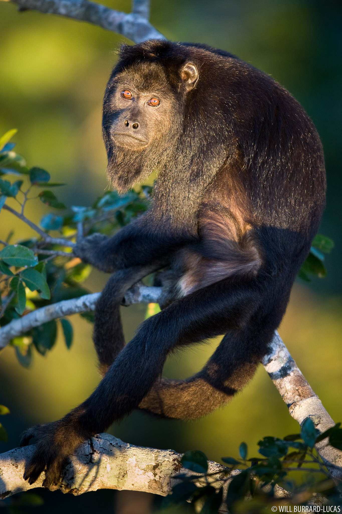 Male Howler Monkey, Will Burrard Lucas, Dominant, Alpha, 1370x2050 HD Phone