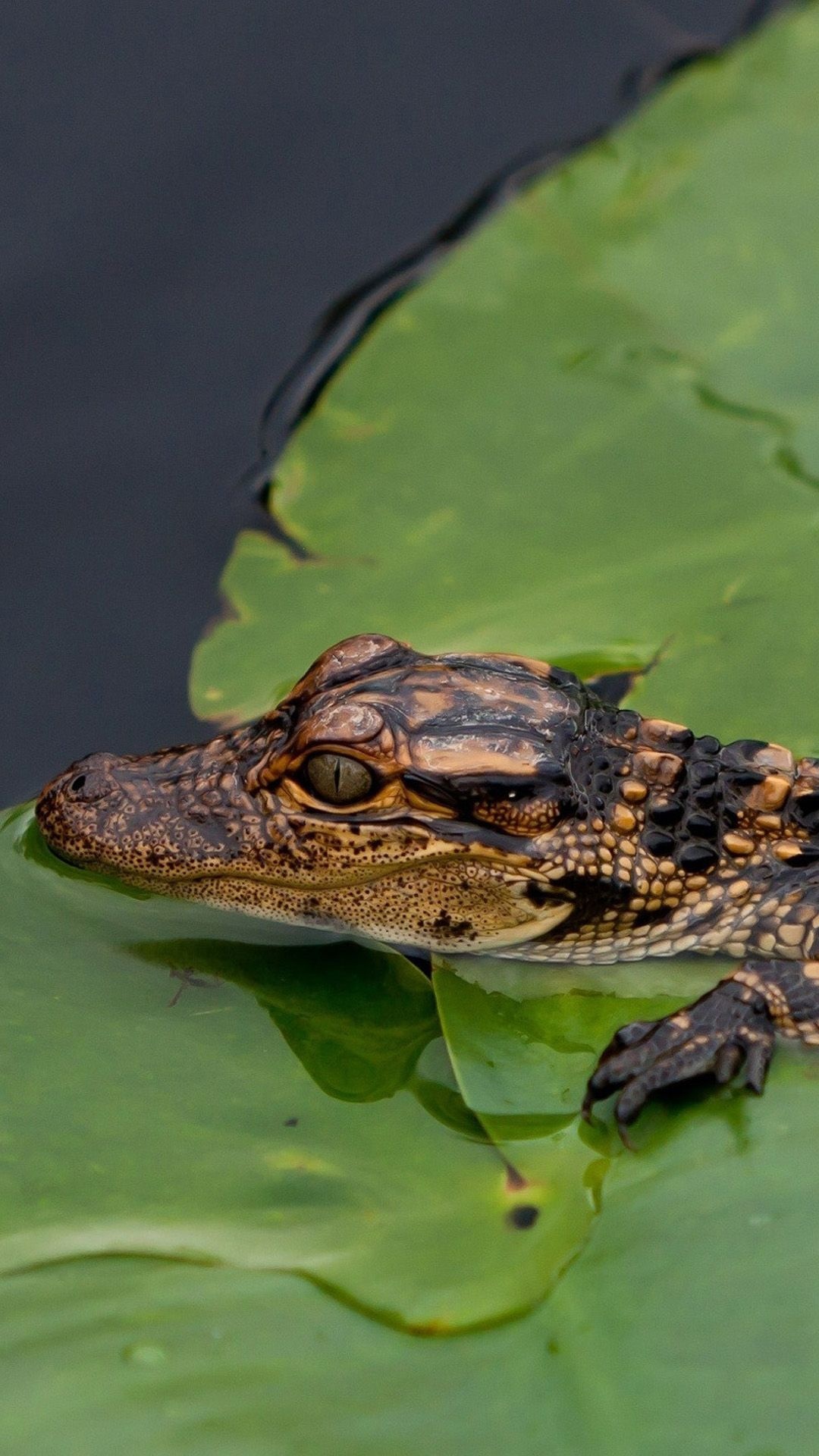 Crocodile, Reptile species, Aquatic predator, Powerful jaws, 1080x1920 Full HD Phone