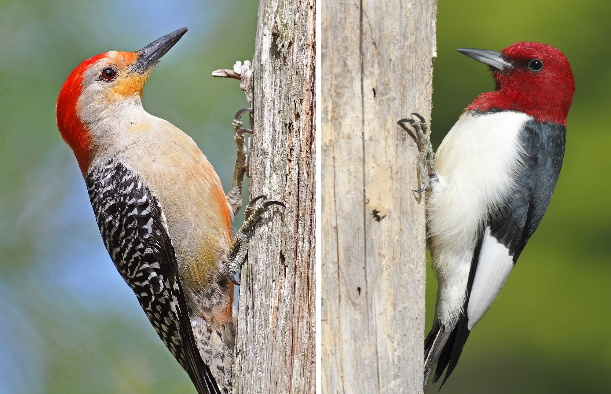 The red-bellied and the red-headed, Woodpecker Wallpaper, 2000x1290 HD Desktop