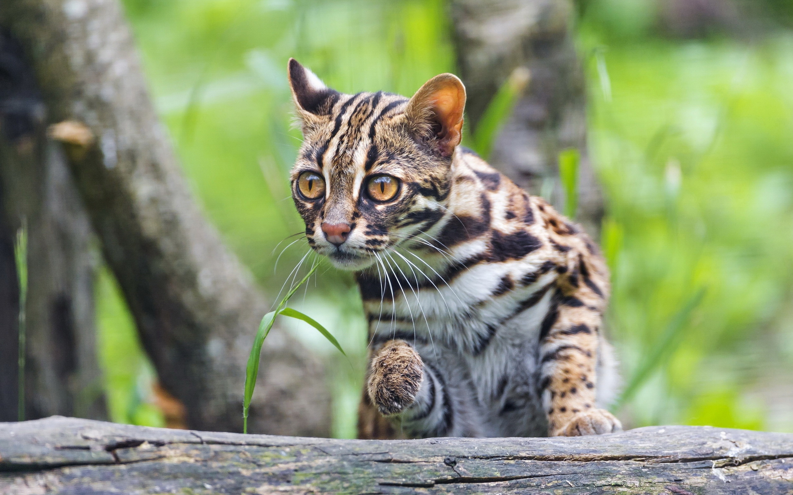 Fierce ocelot, Spotted coat, Tropical rainforest, Top predator, 2560x1600 HD Desktop