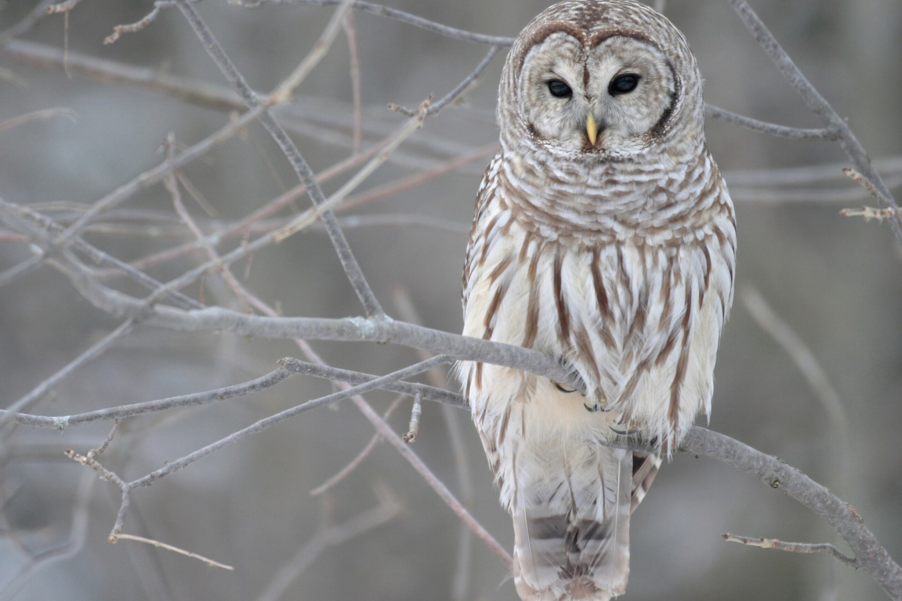 Barred owl, Owls Wallpaper, 2880x1920 HD Desktop