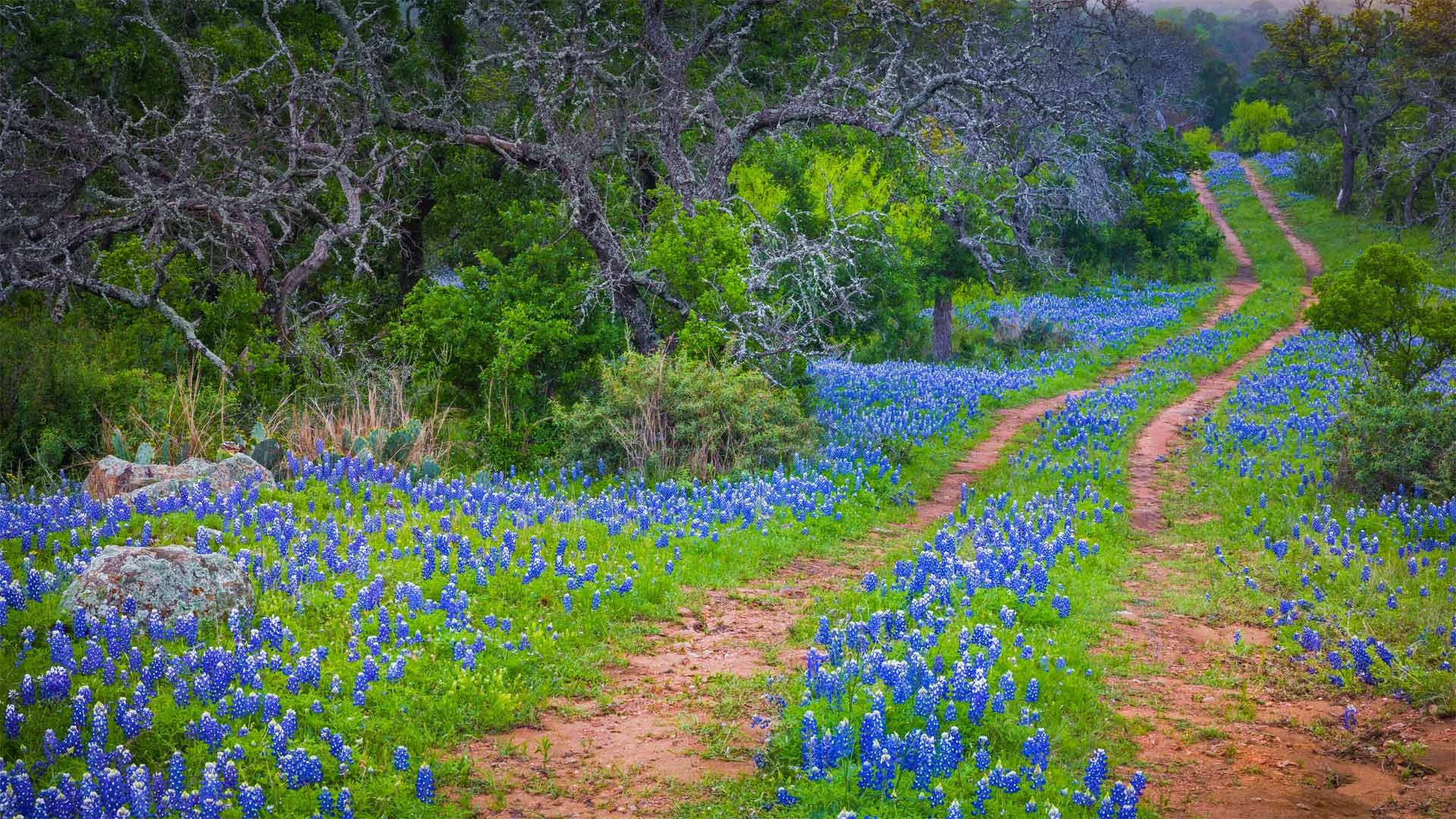 Where the wildflowers grow, Microsoft wallpapers, Wallpaperhub, Nature's bounty, 1920x1080 Full HD Desktop