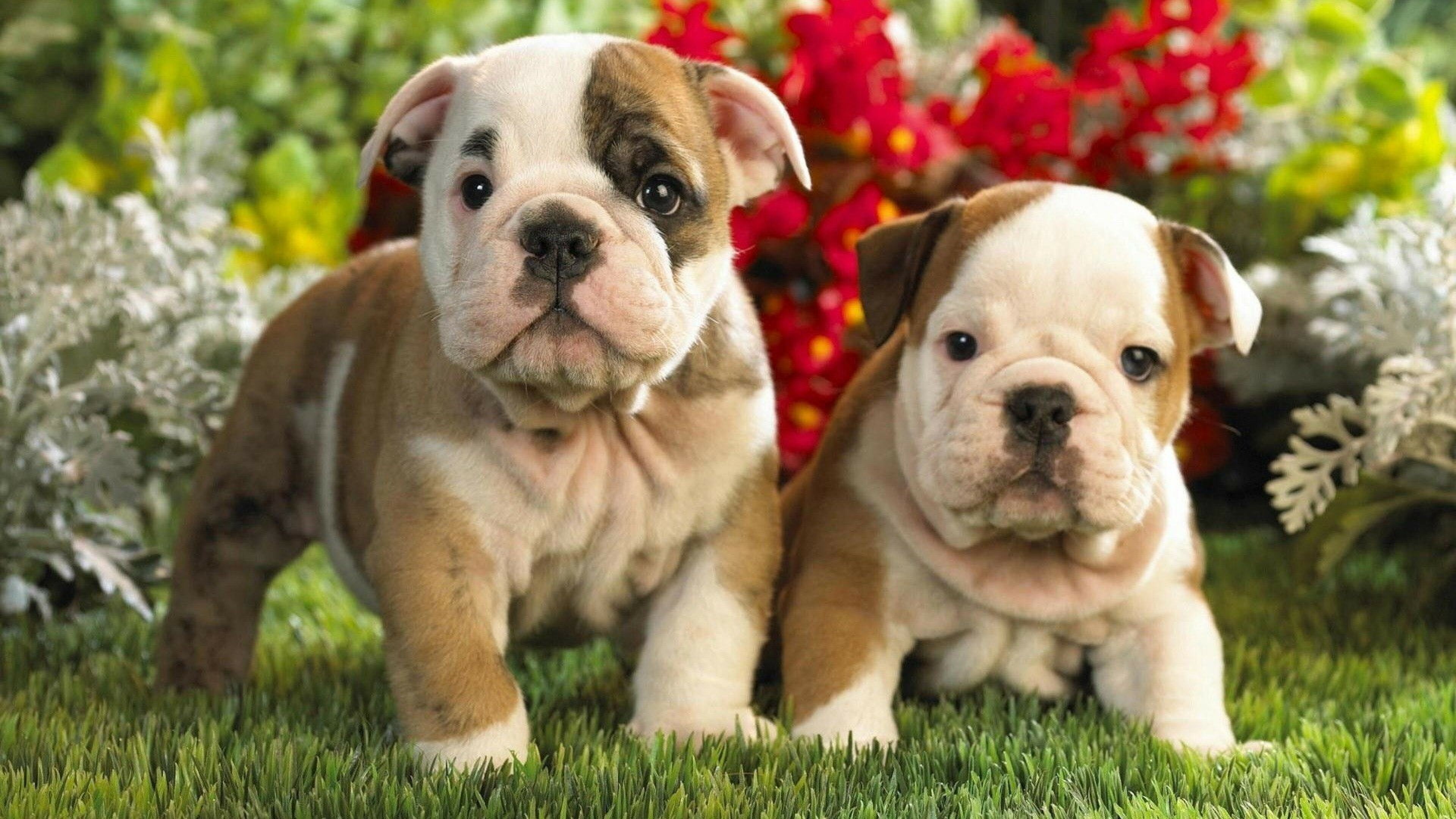 Cute bulldog, English puppies, 4k Ultra HD, HD wallpaper, 3840x2160 4K Desktop