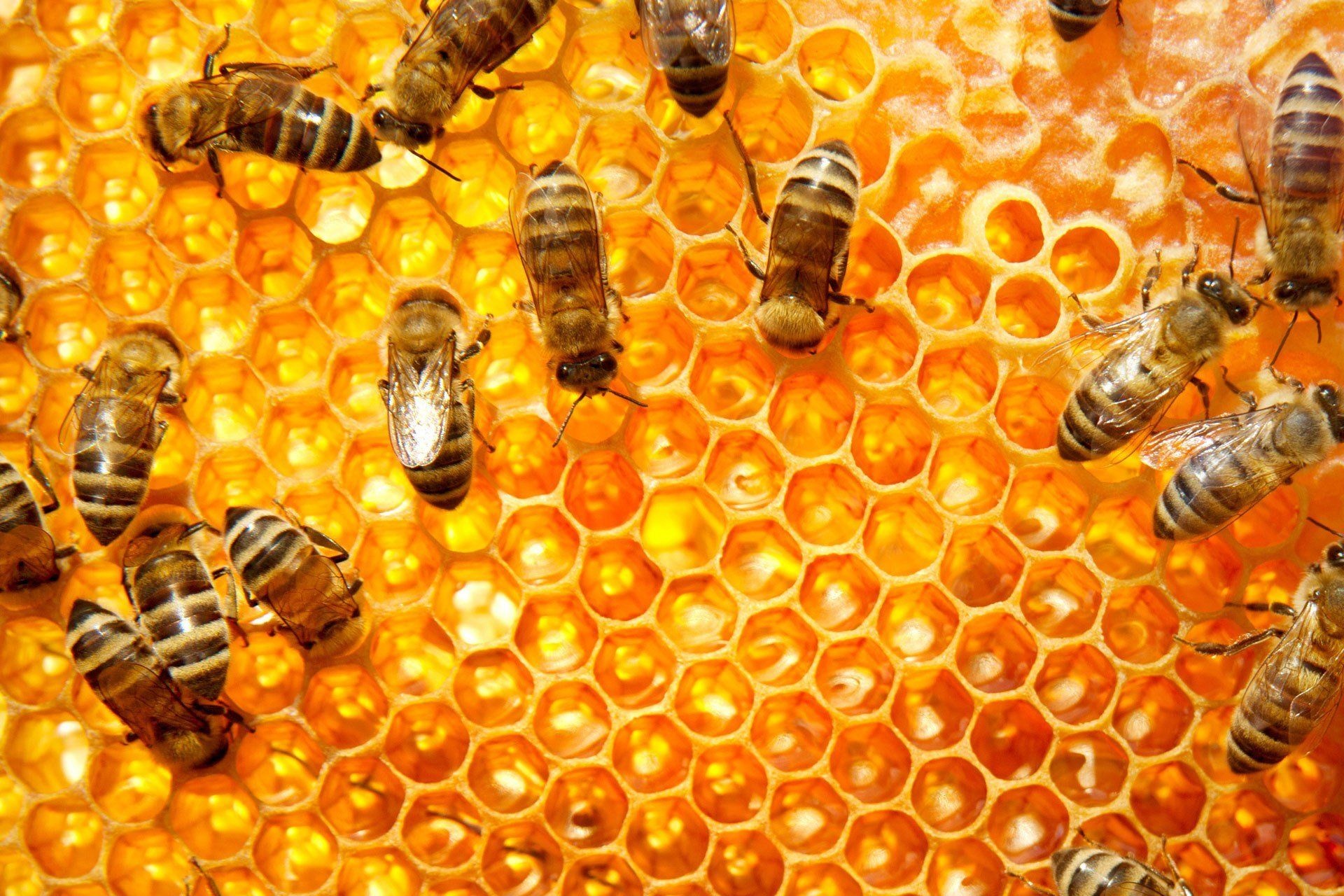 Bees wallpapers, Busy nature, Insect's beauty, Honey makers, 1920x1280 HD Desktop