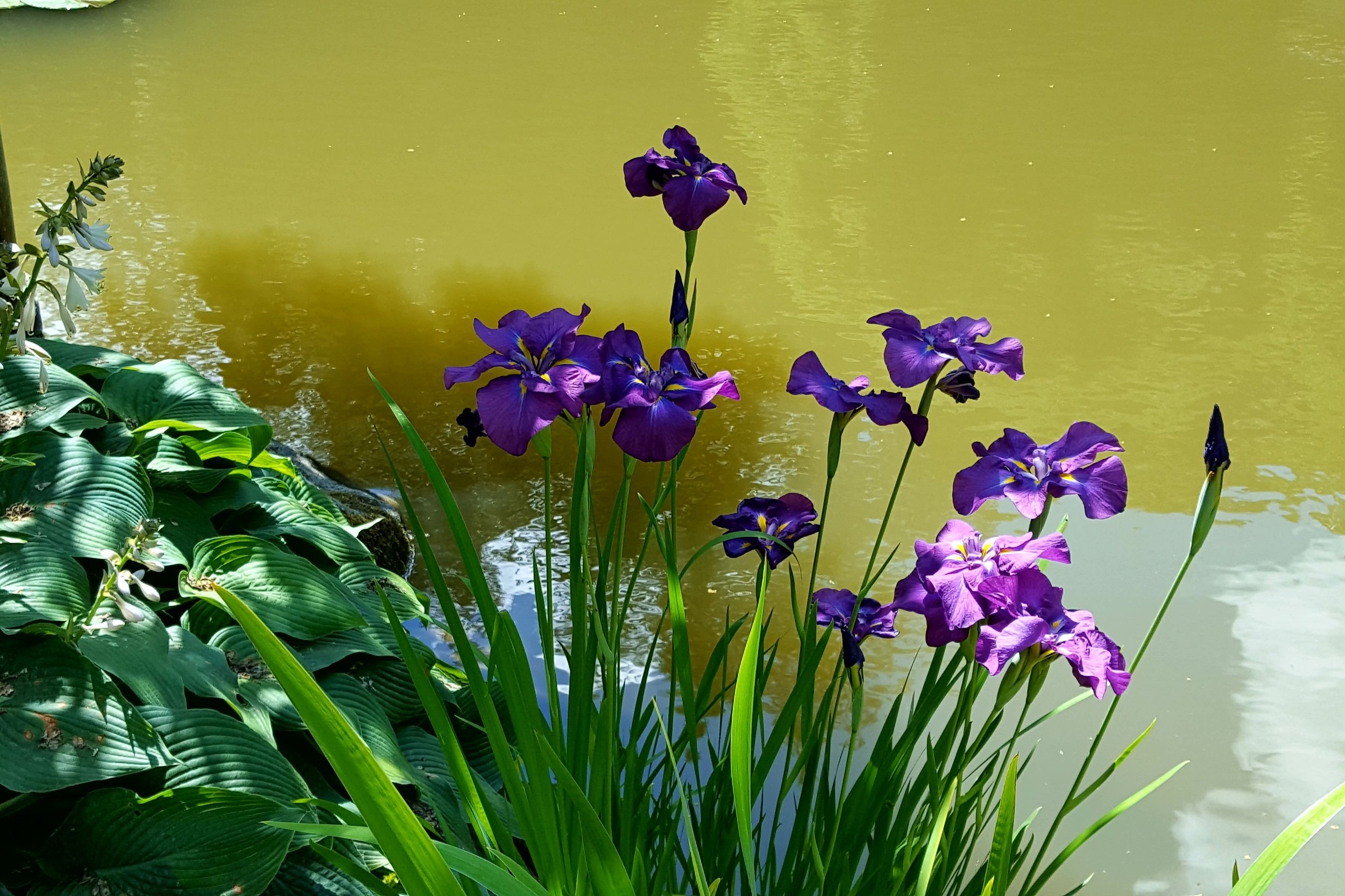 Iris ensata, Iris Wallpaper, 2500x1670 HD Desktop