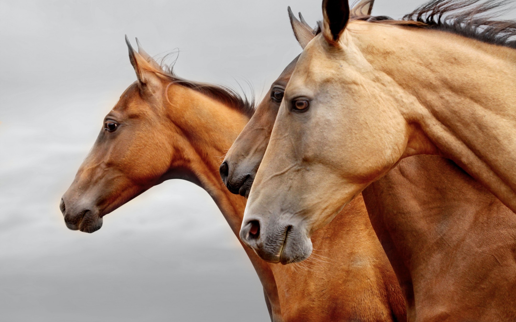 Akhal-Teke, Horses Wallpaper, 2160x1350 HD Desktop