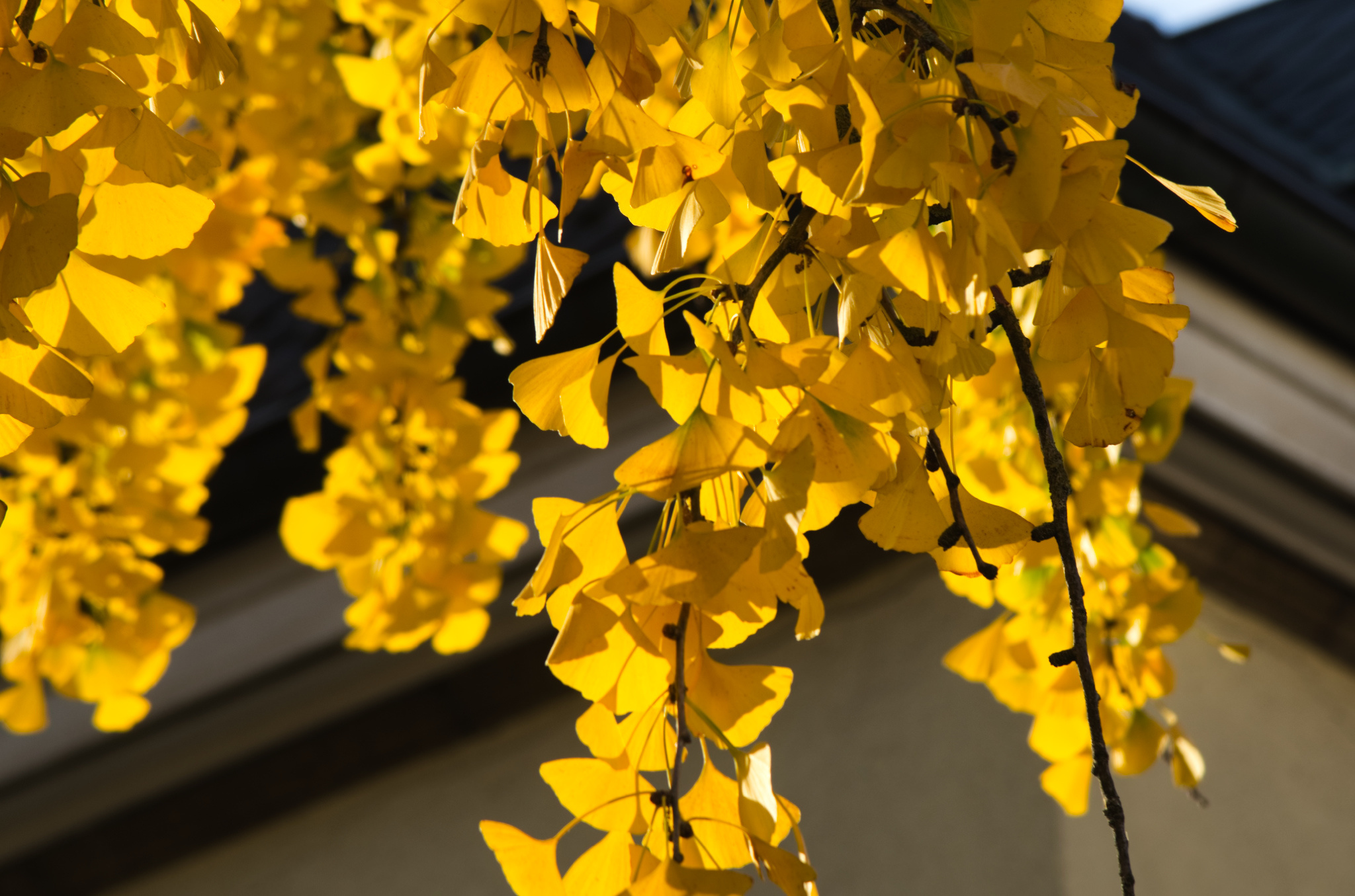 Ginkgo Biloba, November tree, Nature's spectacle, Seasonal charm, 2050x1360 HD Desktop