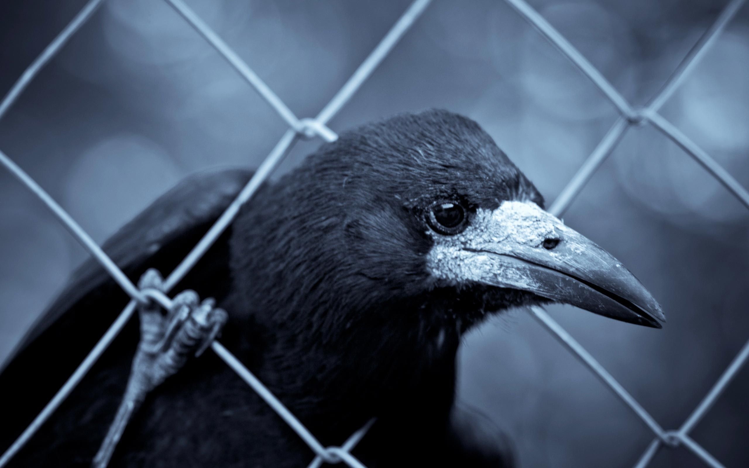 Corvus frugilegus, Crows Wallpaper, 2560x1600 HD Desktop