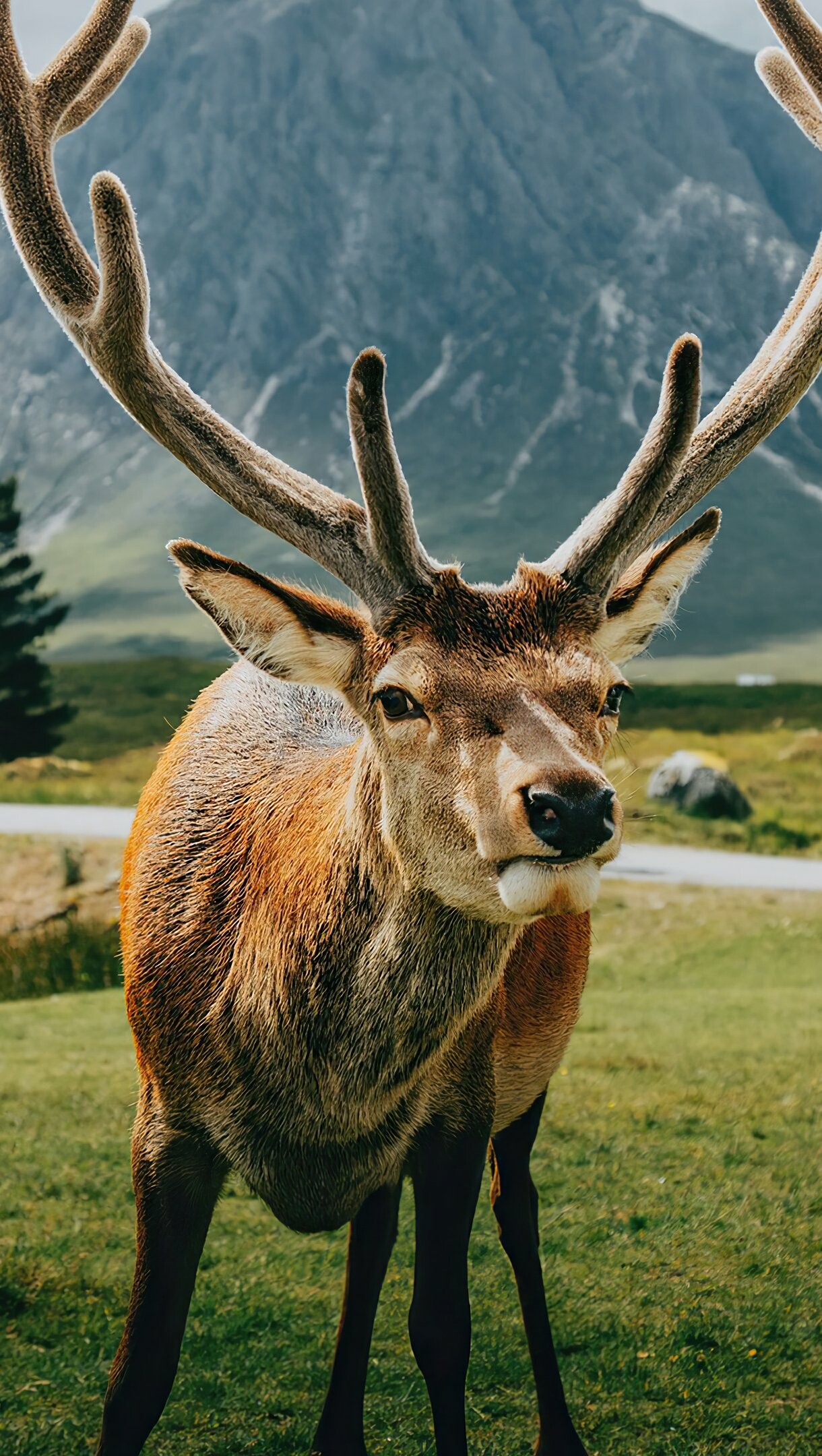 Reindeer in the forest, Tranquil beauty, Majestic grace, Enchanting realm, 1220x2160 HD Phone