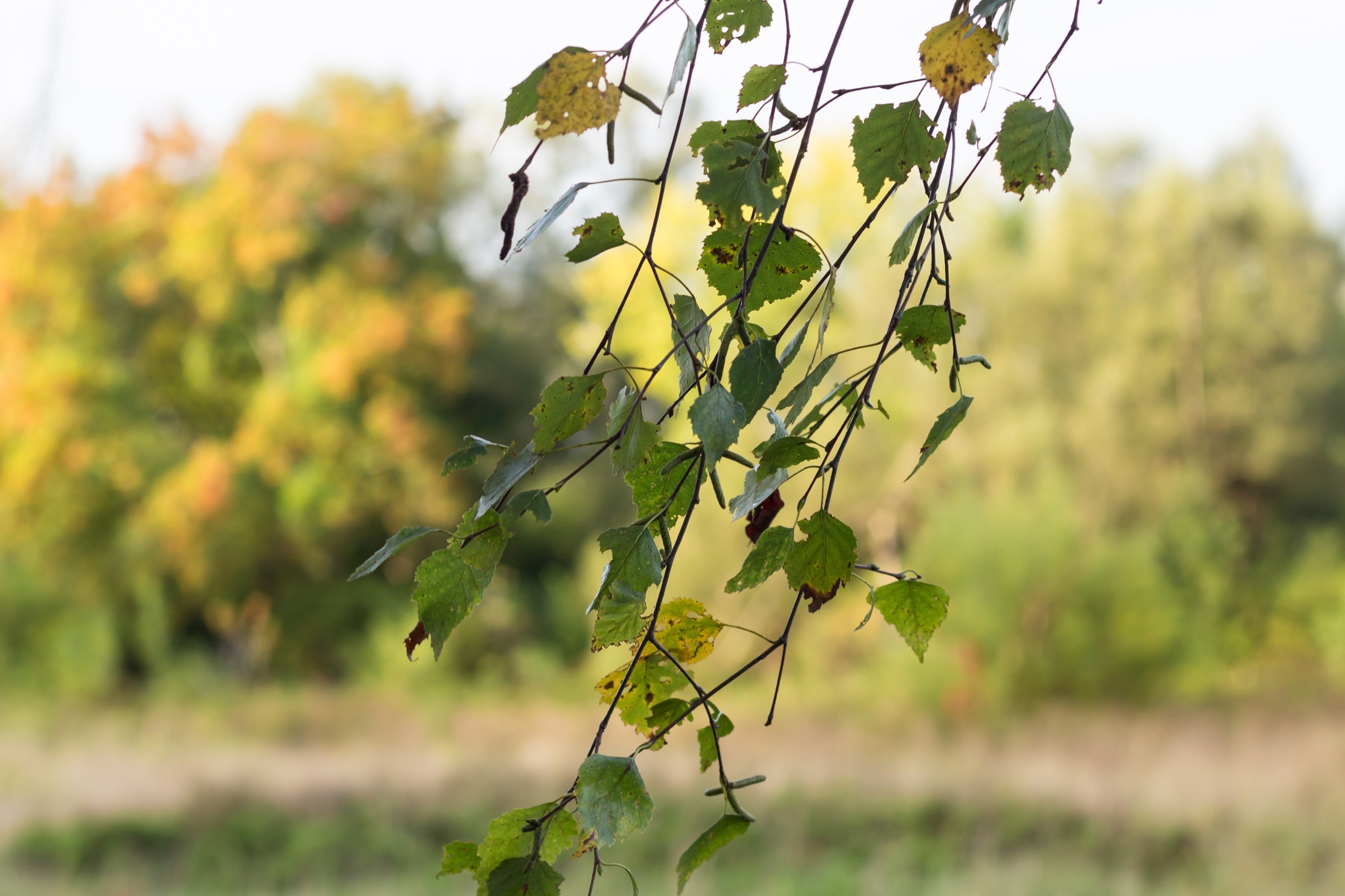 Birch Tree, Nature, Green, Growth, 3000x2000 HD Desktop