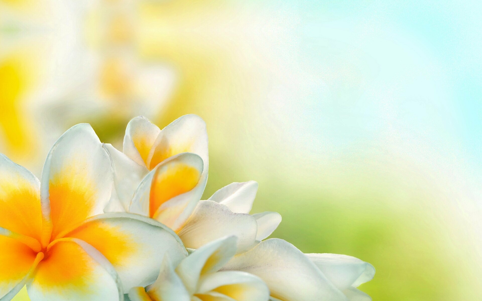 Frangipani Flowers