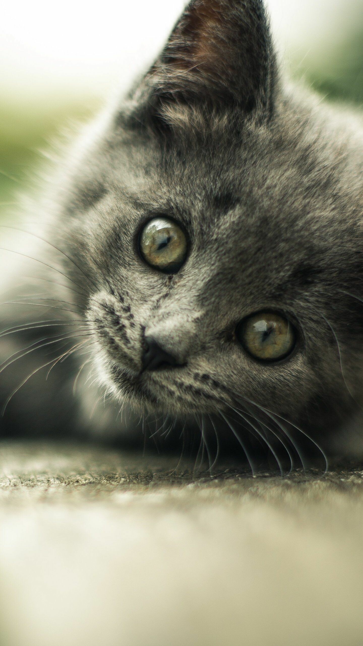 Gray kitten, iPhone Android, Desktop backgrounds, 1440x2560 HD Phone