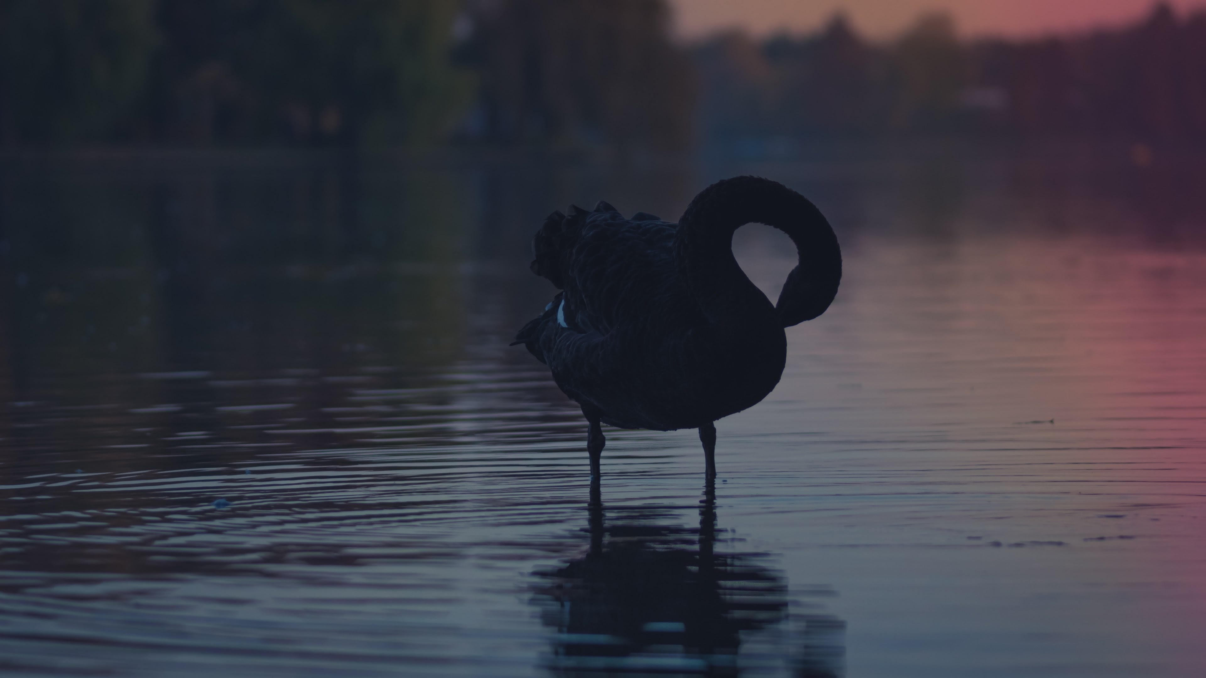 Black Swan, Ultra HD wallpaper, Background image, Bird, 3840x2160 4K Desktop