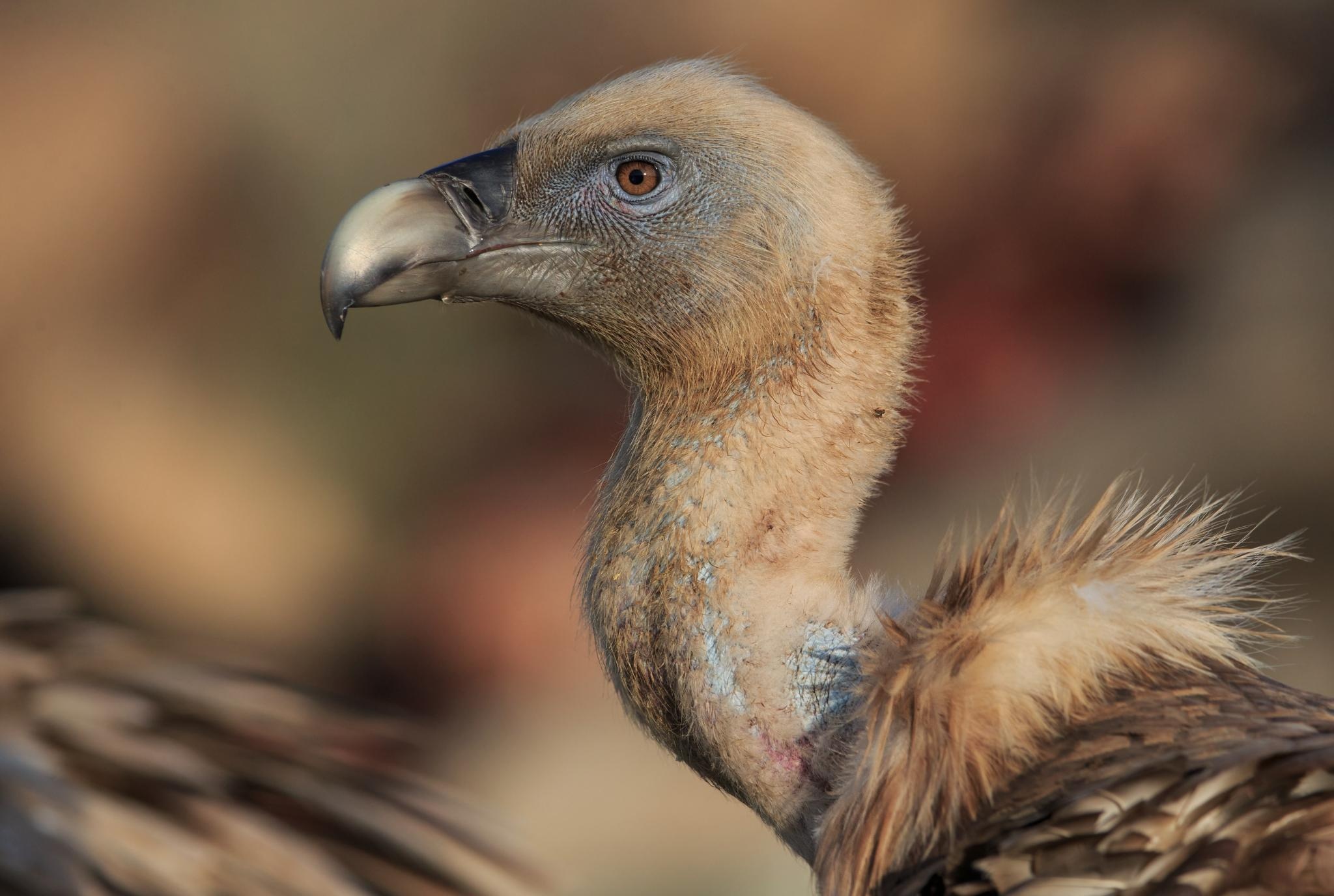 Successful vulture breeding, Rhodope mountains rewilding, Ecological achievement, Population growth, 2050x1380 HD Desktop