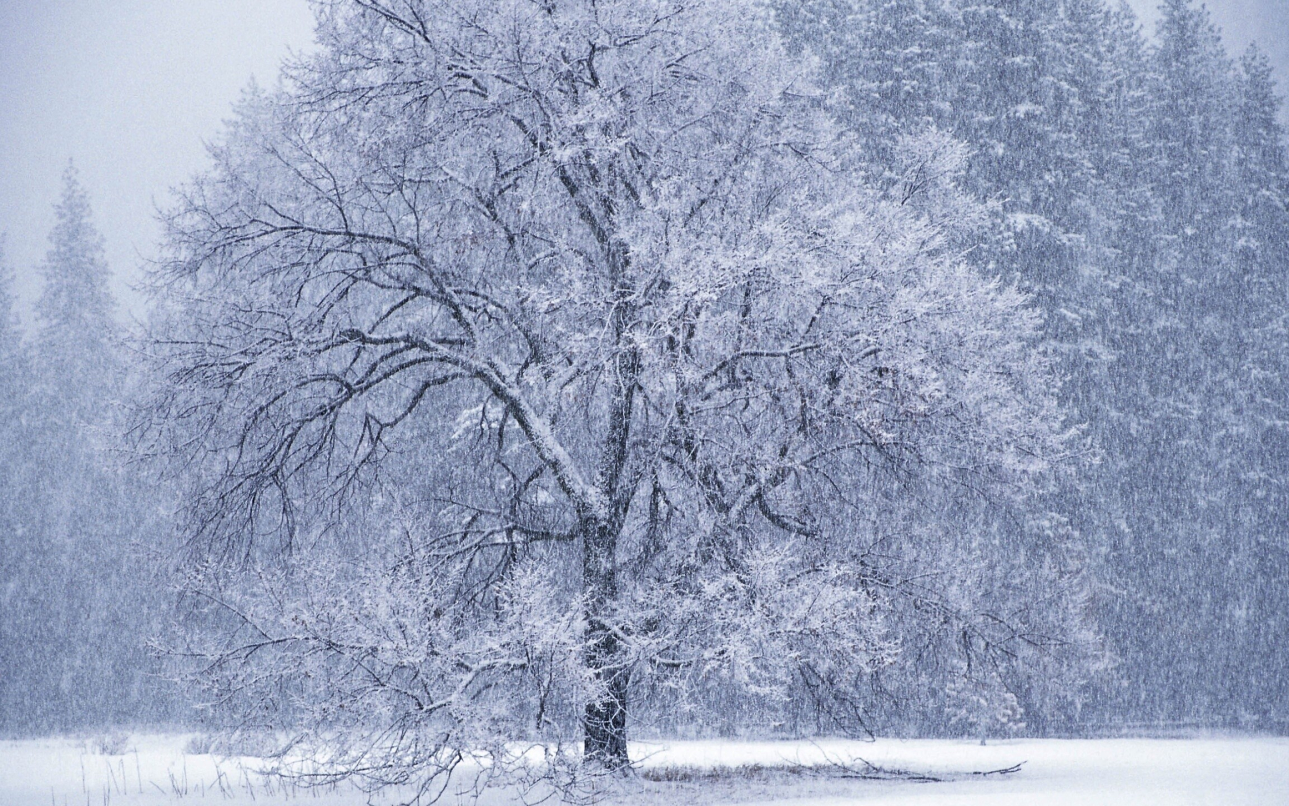 Desktop snowing scenery, Snowfall background, Winter's serenade, Snowflakes falling, 2560x1600 HD Desktop