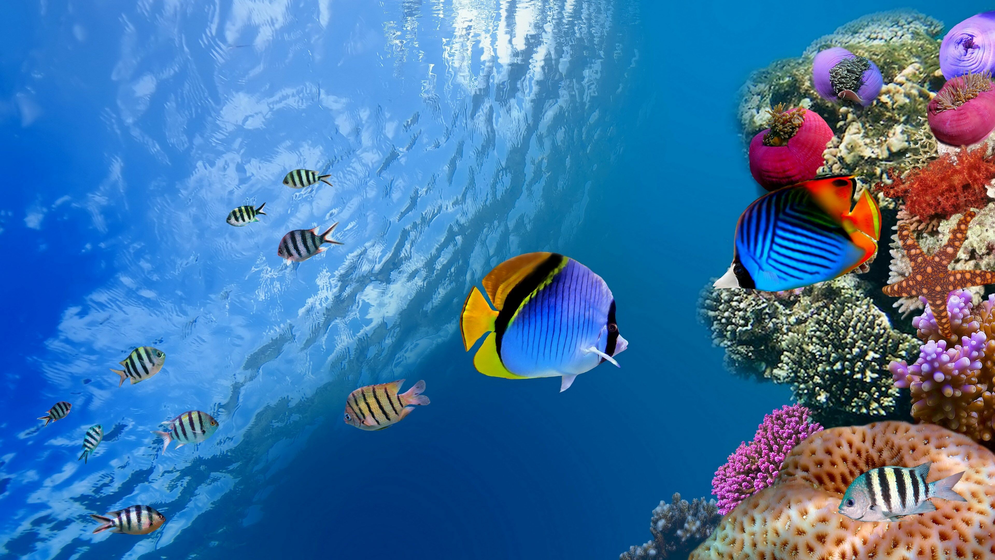 Underwater, Coral Reefs Wallpaper, 3840x2160 4K Desktop