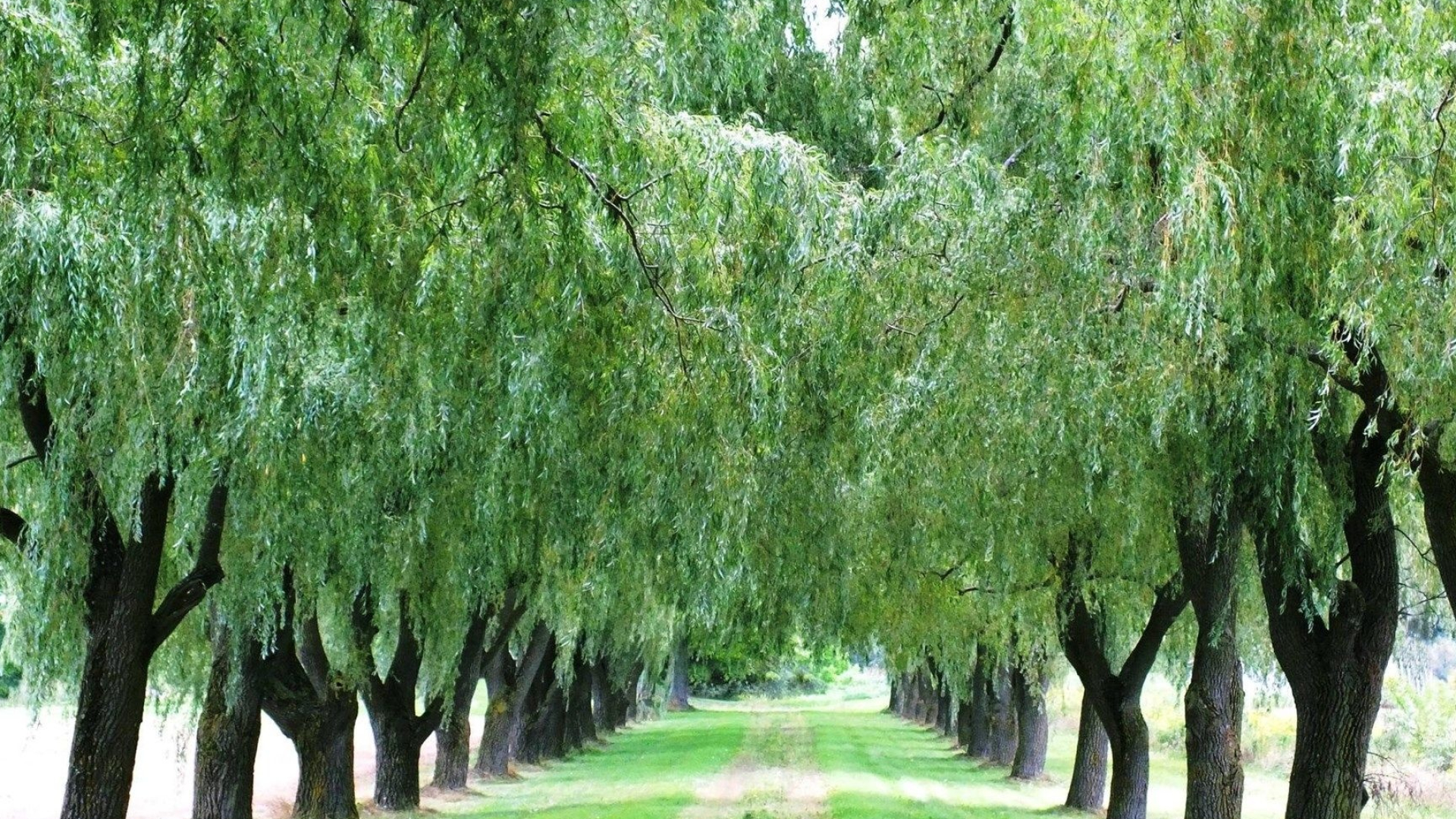 Weeping willow wallpapers, Nature's allure, Serene scenery, Delicate beauty, 1920x1080 Full HD Desktop