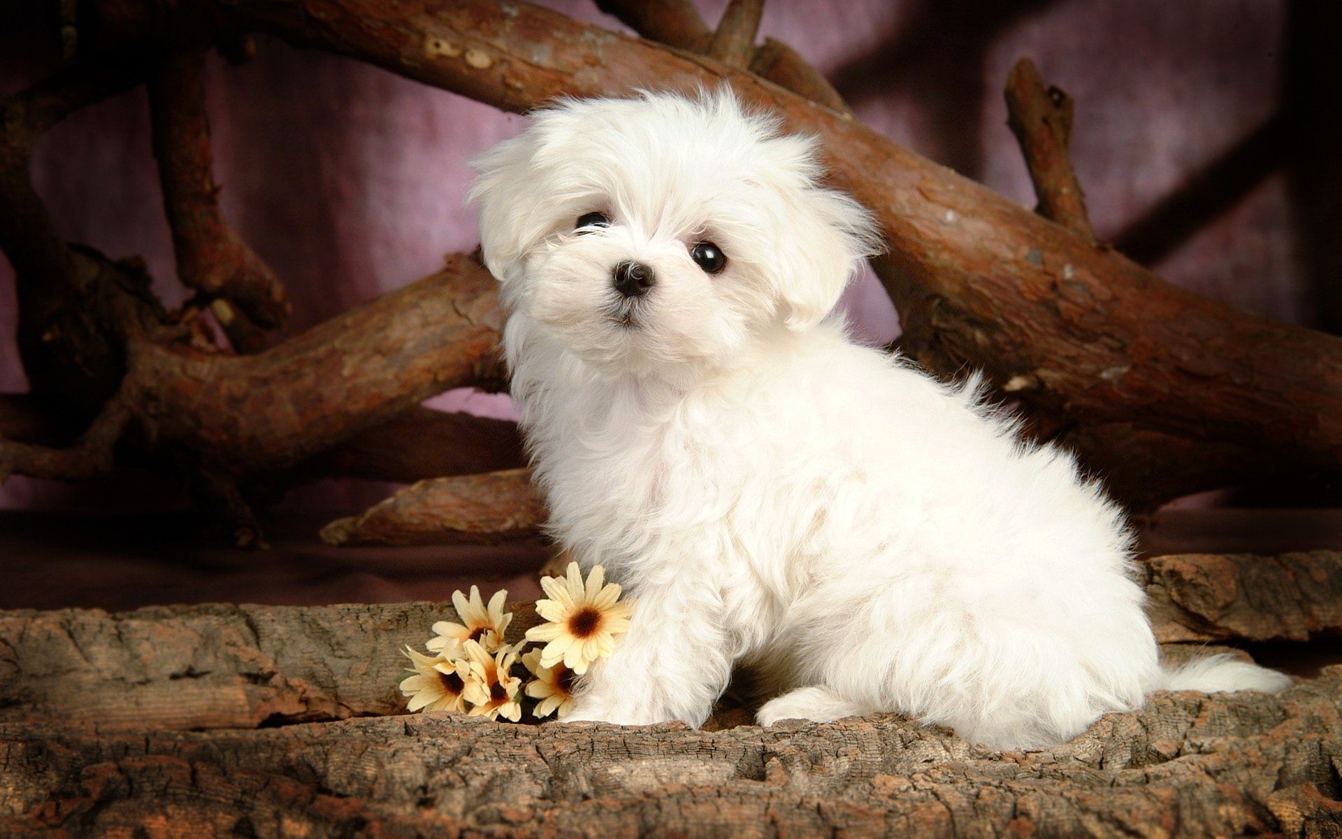 Bolognese Dog, Flowers and puppies, 1920x1200 HD Desktop